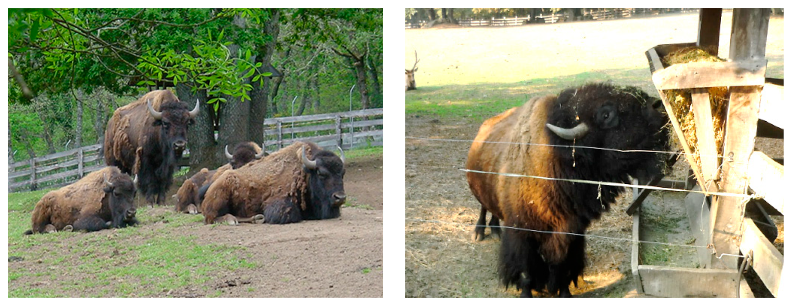 Pathogens 13 00082 g002 Pathogens 13 00082 g002