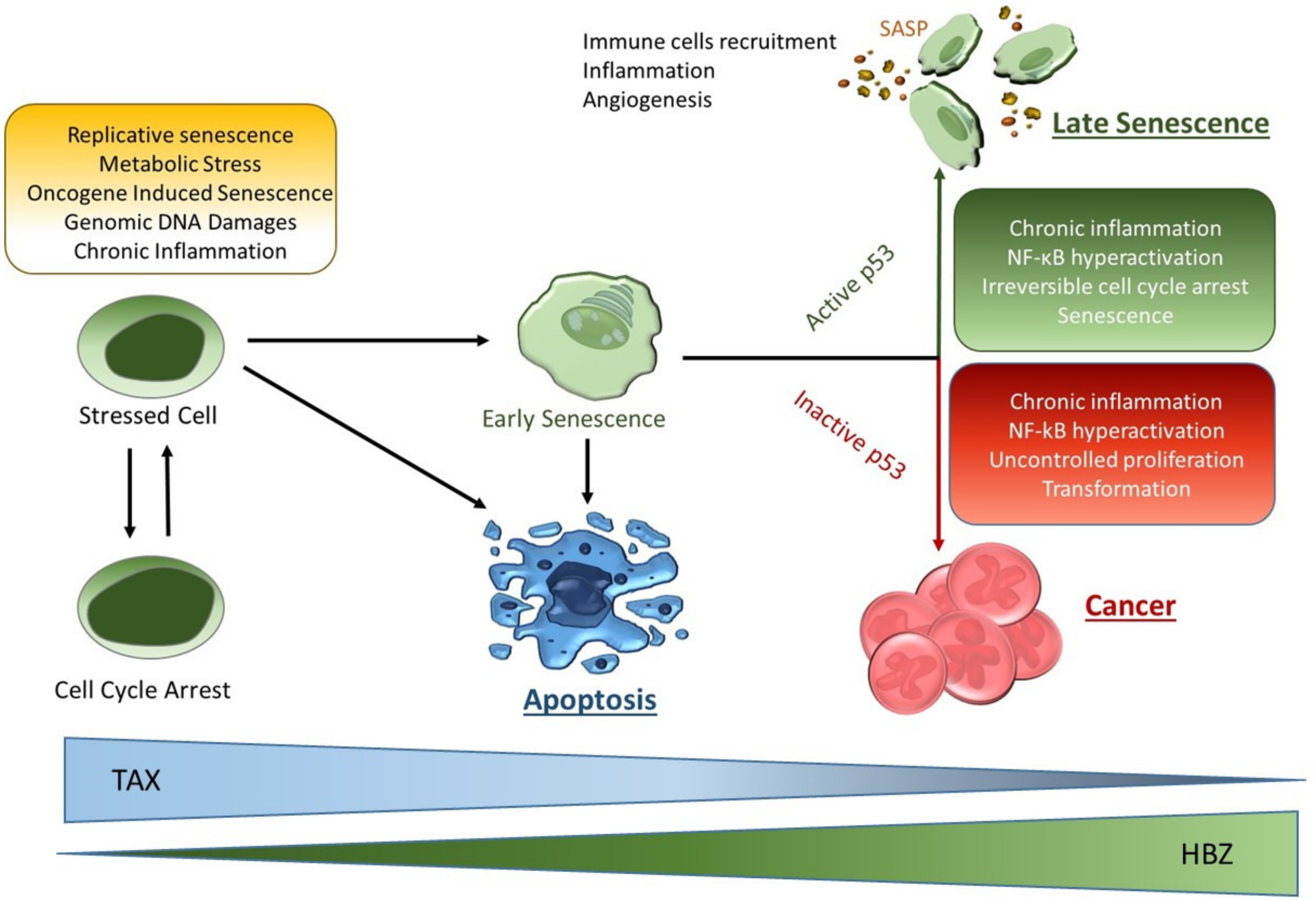 Pathogens 13 00087 g003