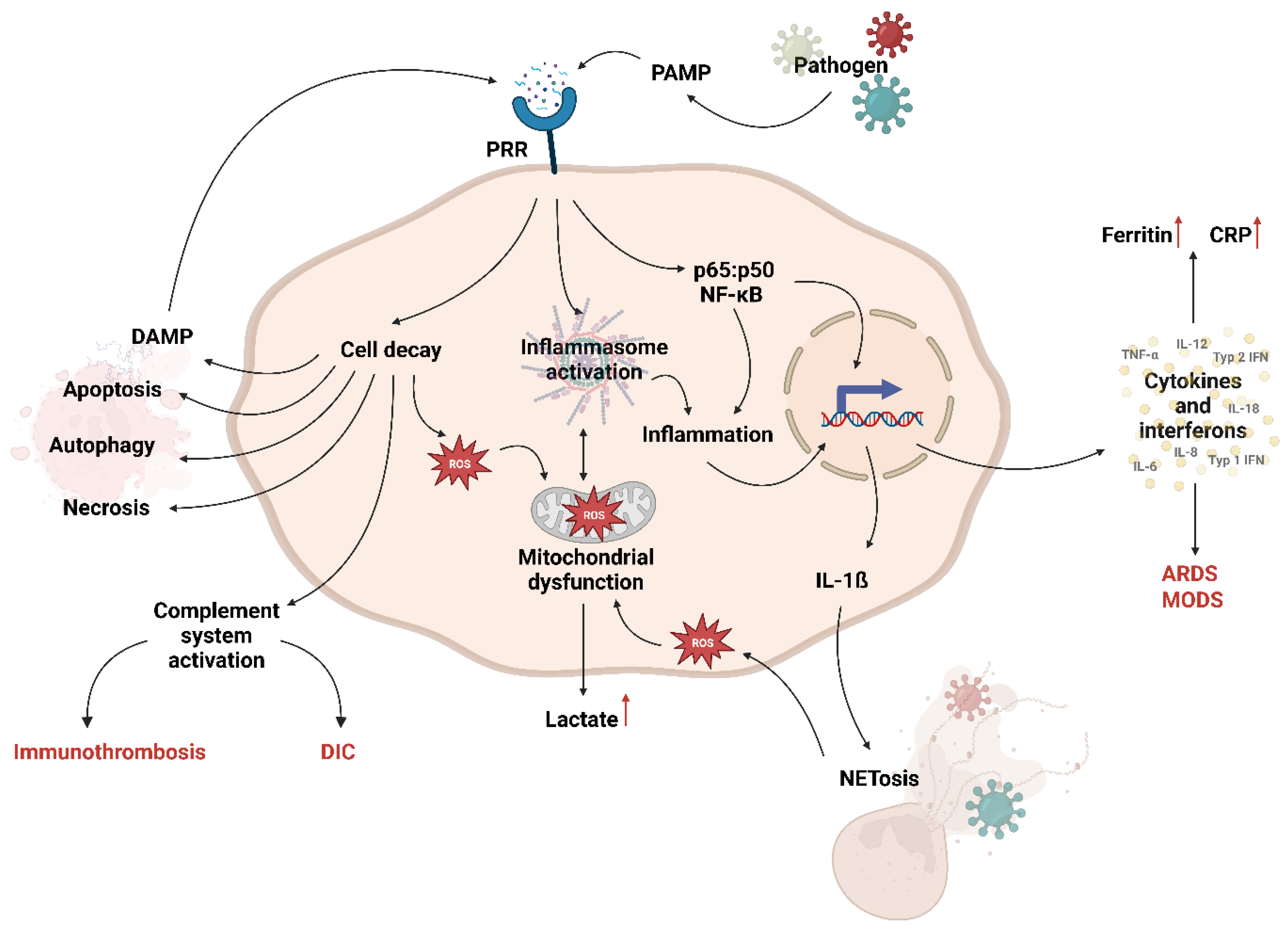 Pathogens 13 00089 g002