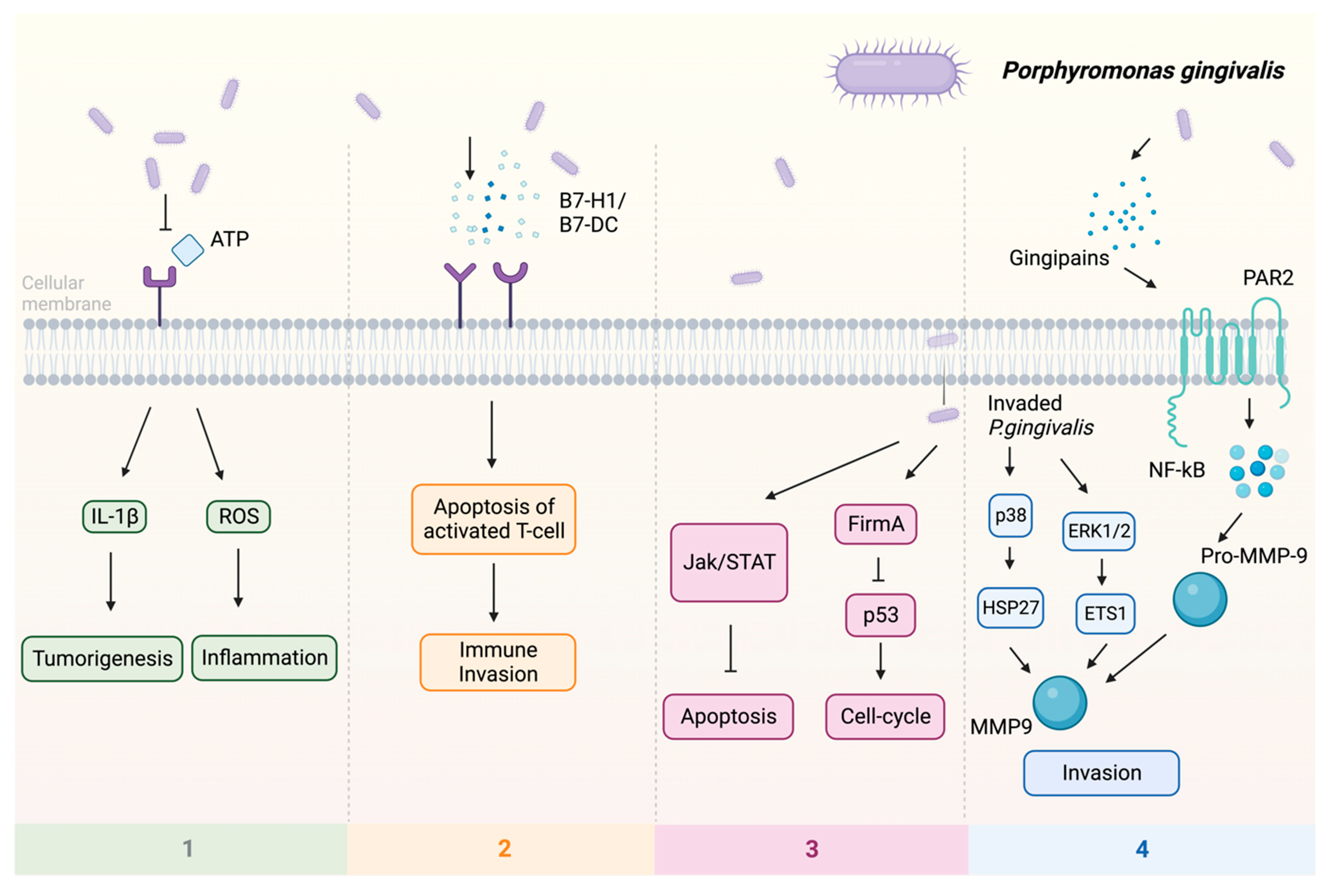 Pathogens 13 00093 g001