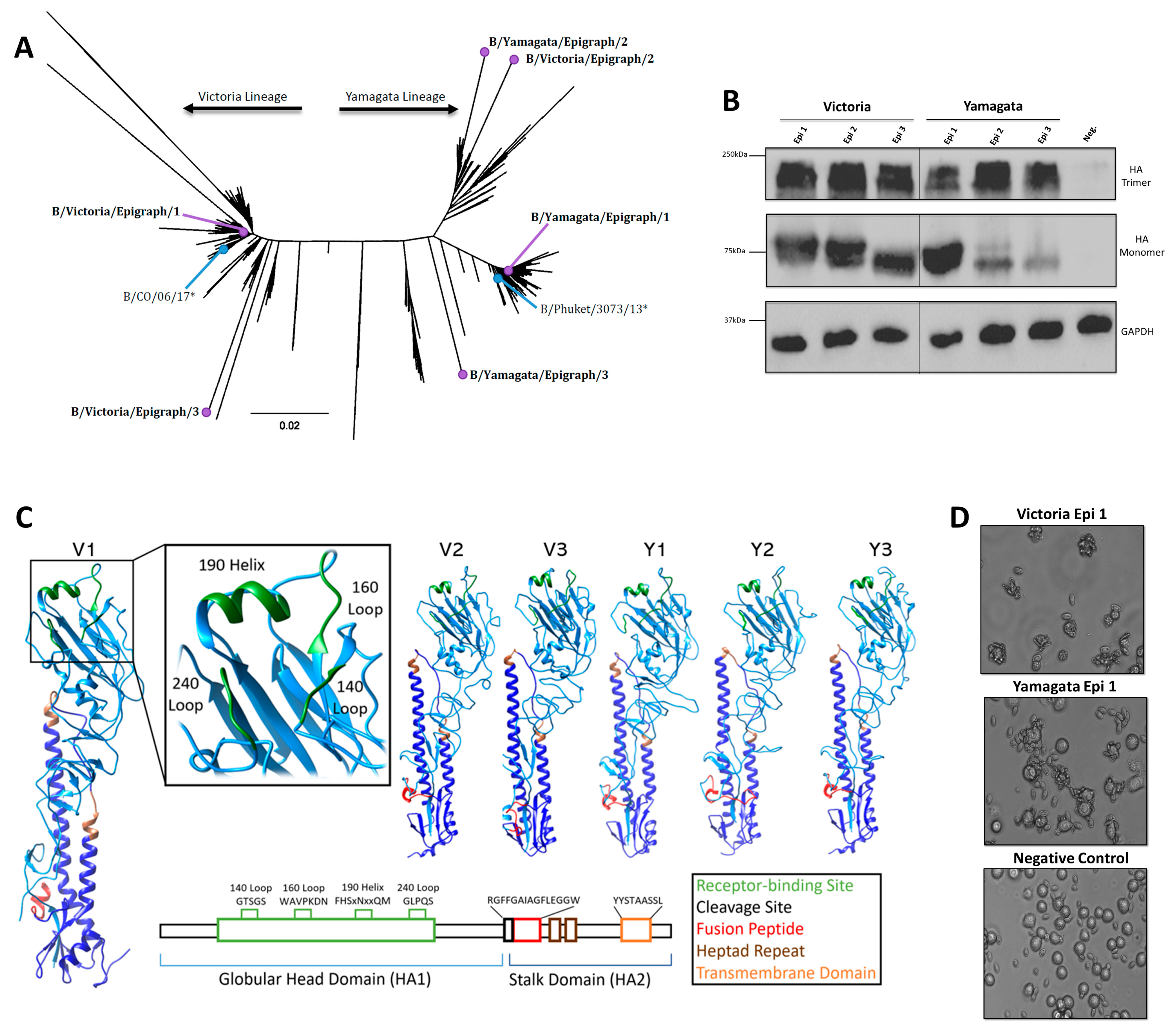 Pathogens 13 00097 g001
