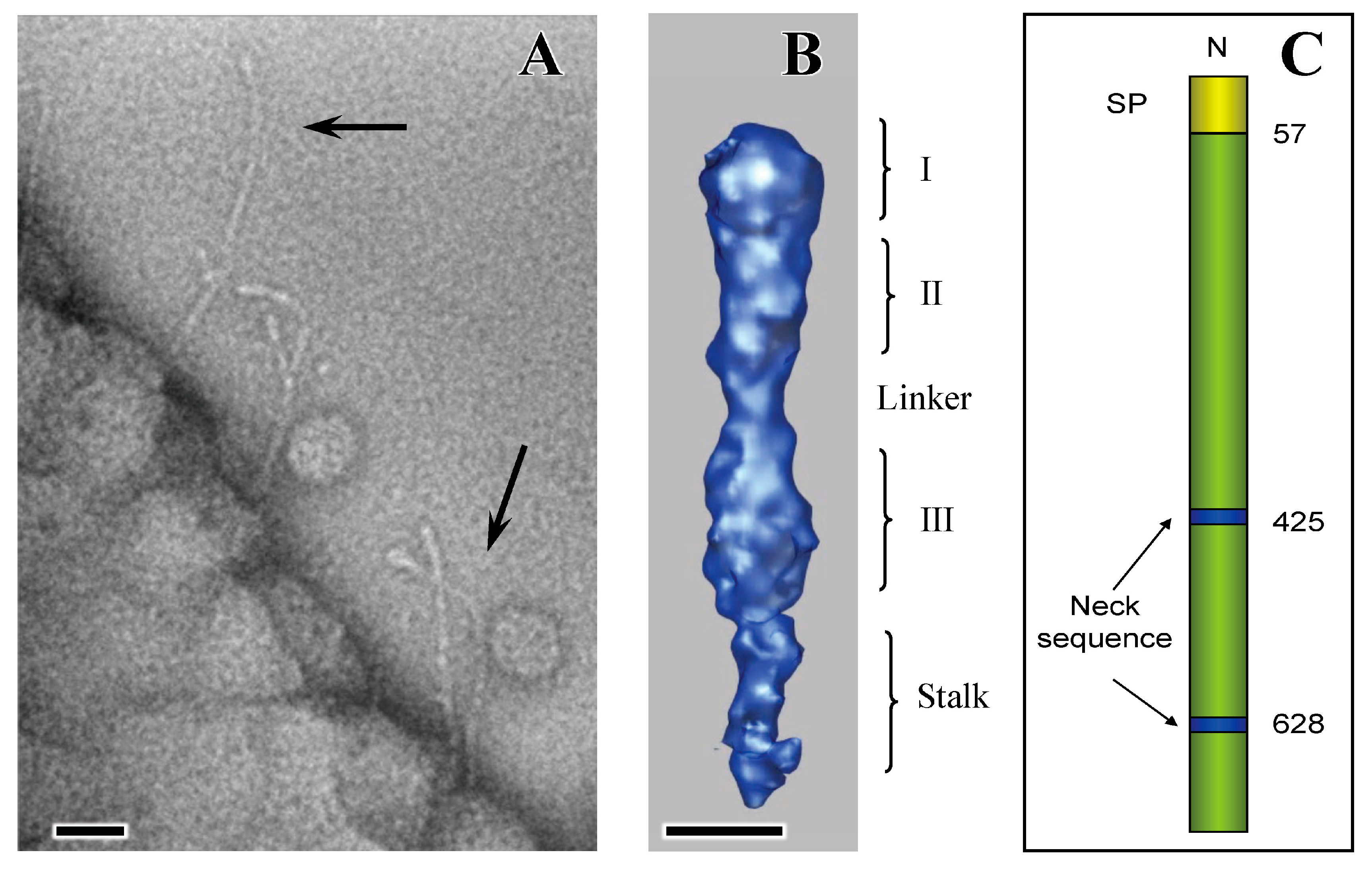 Pathogens 13 00099 g002 Pathogens 13 00099 g002