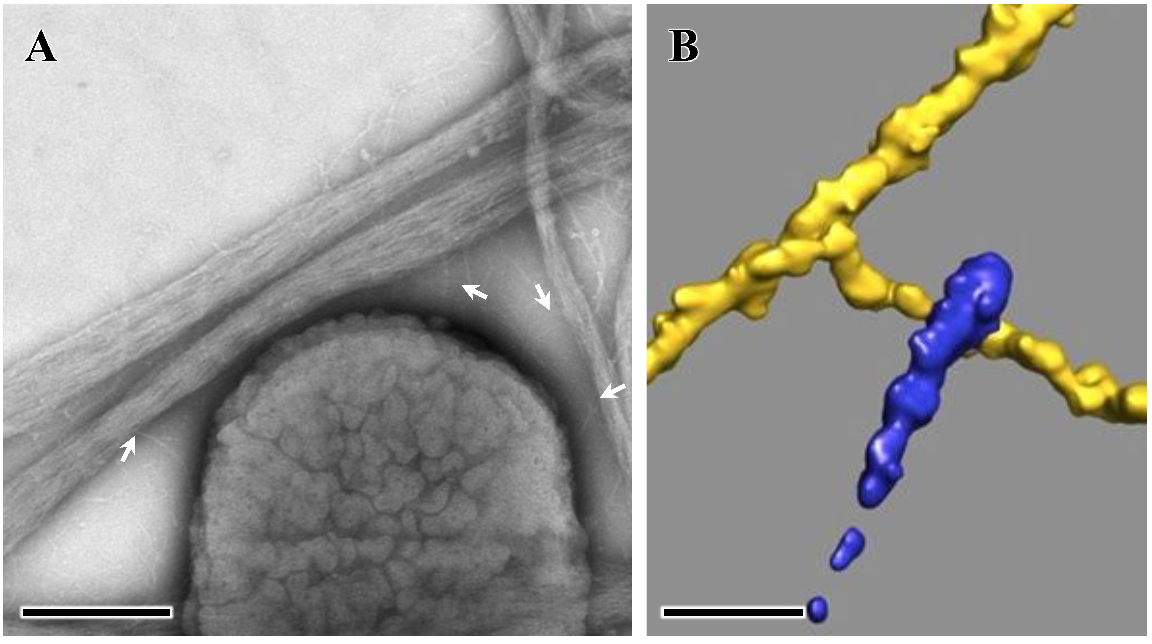 Pathogens 13 00099 g003 Pathogens 13 00099 g003