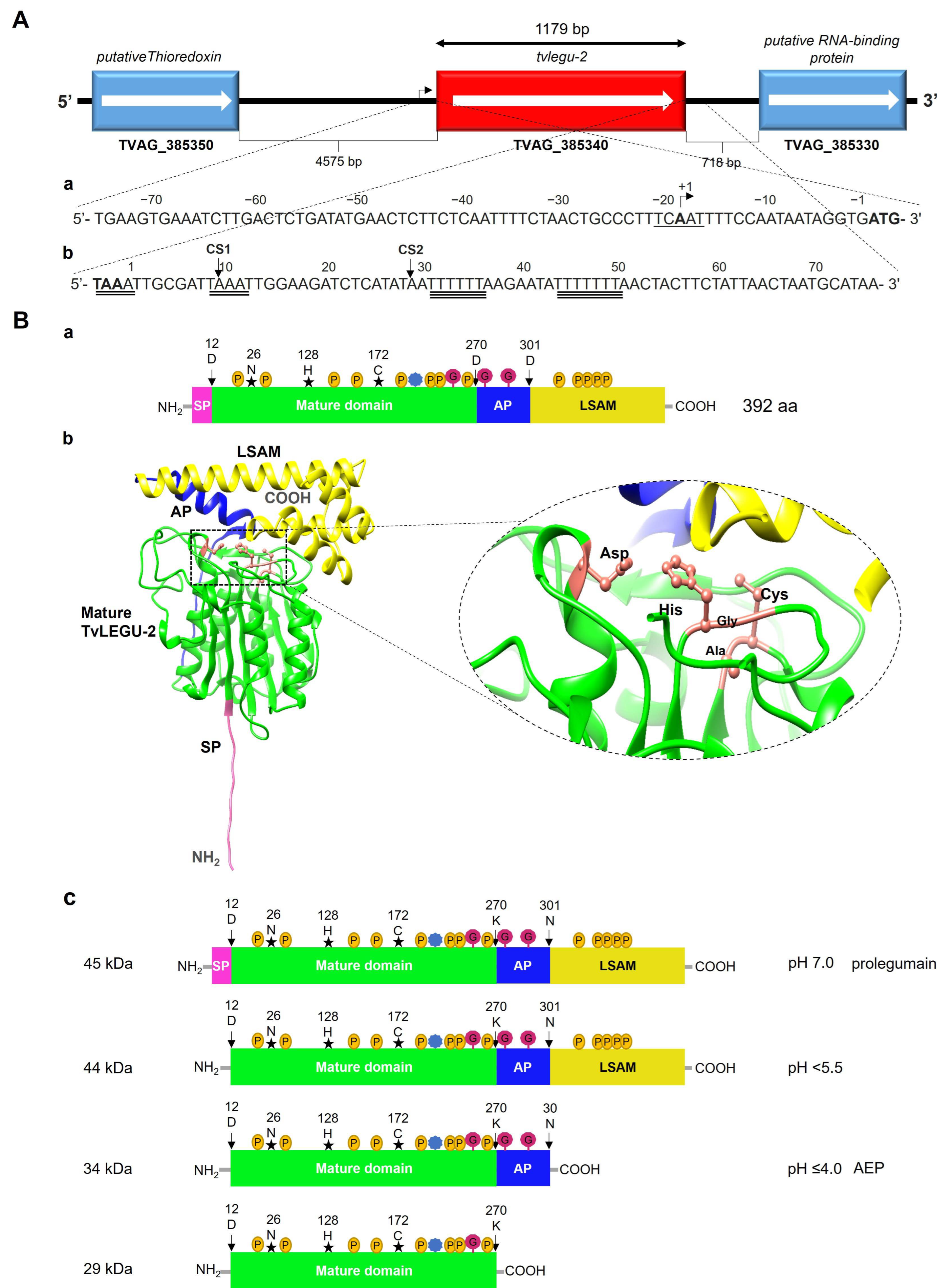 Pathogens 13 00119 g001
