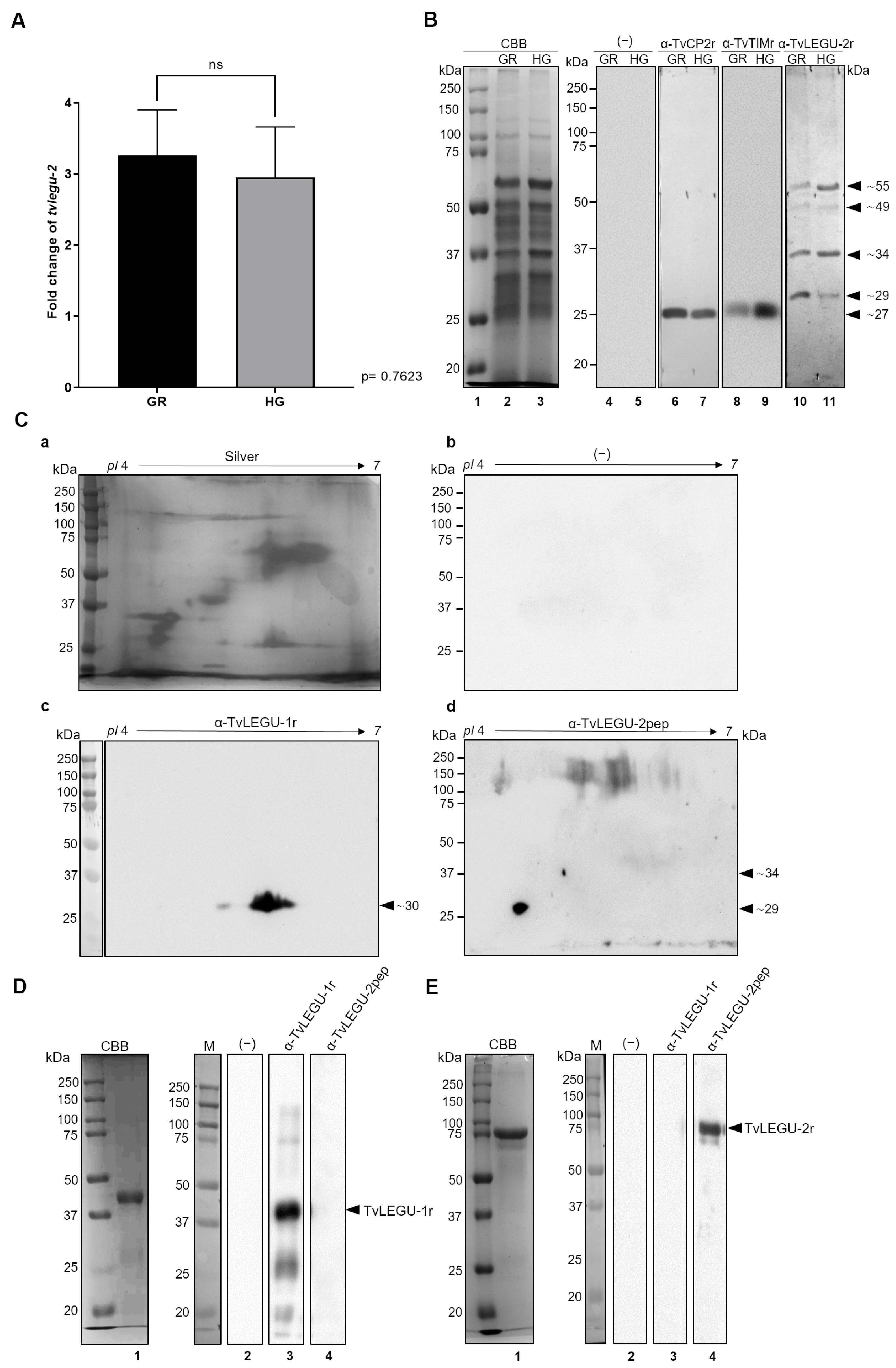 Pathogens 13 00119 g002