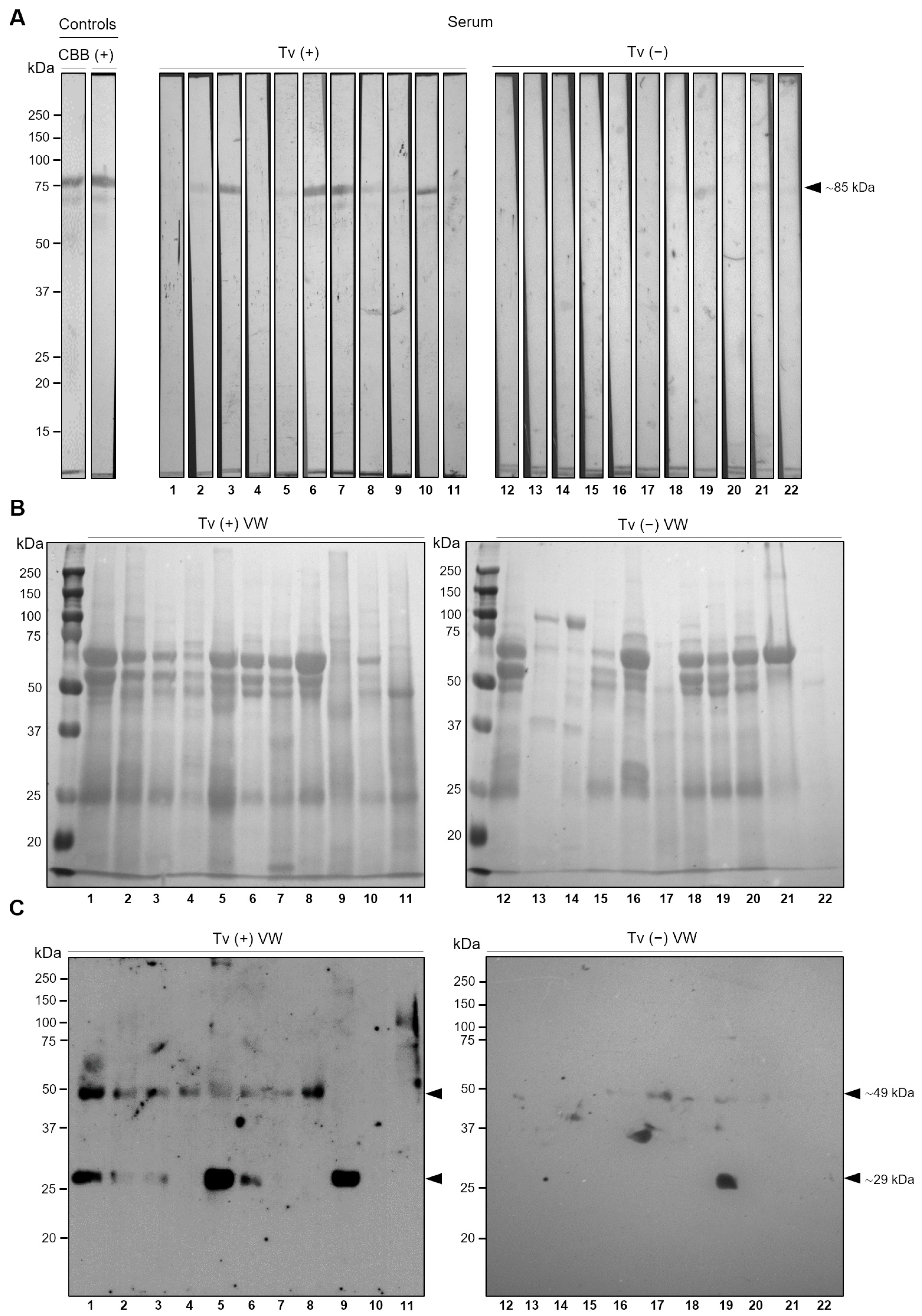 Pathogens 13 00119 g009