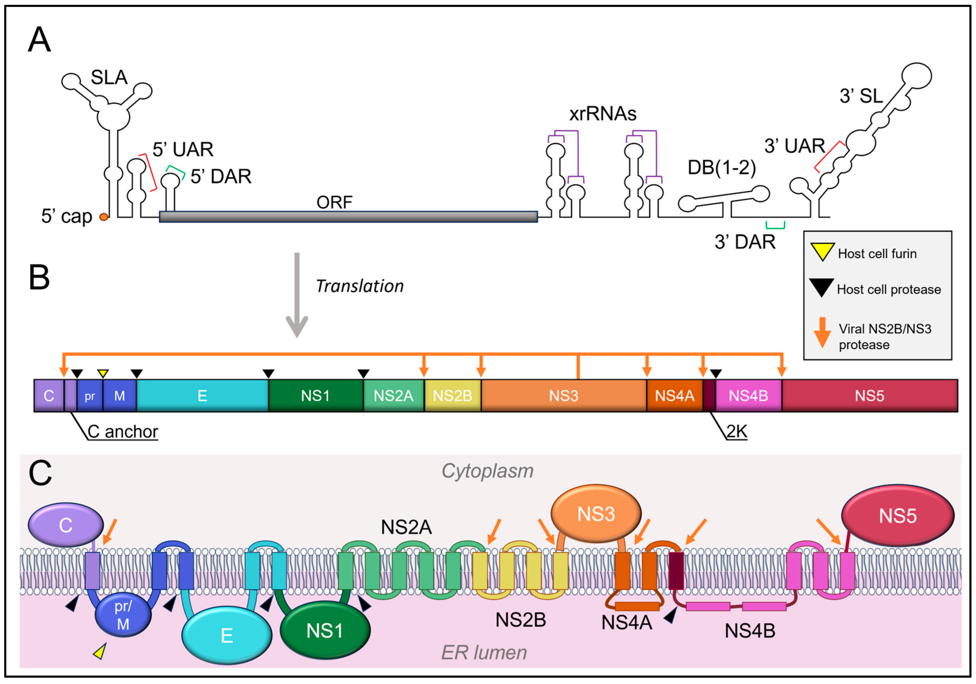 Pathogens 13 00120 g002