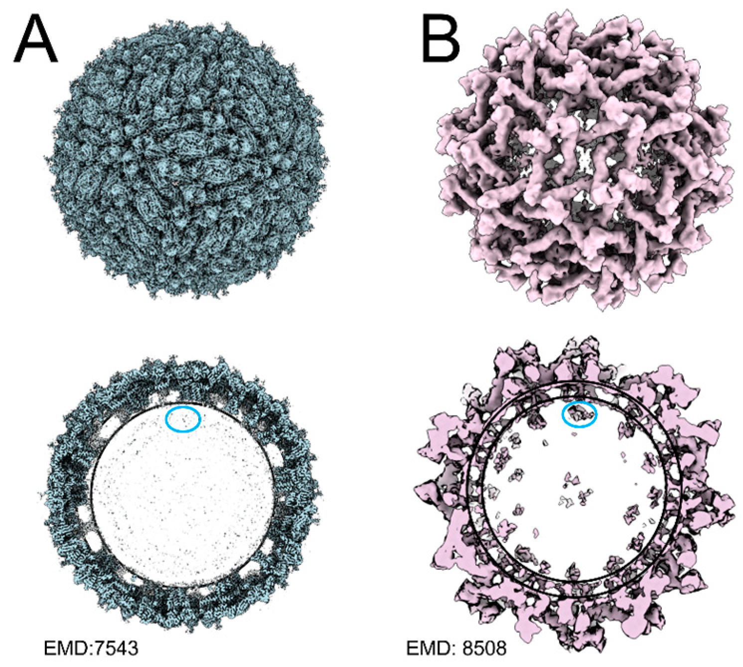Pathogens 13 00120 g004