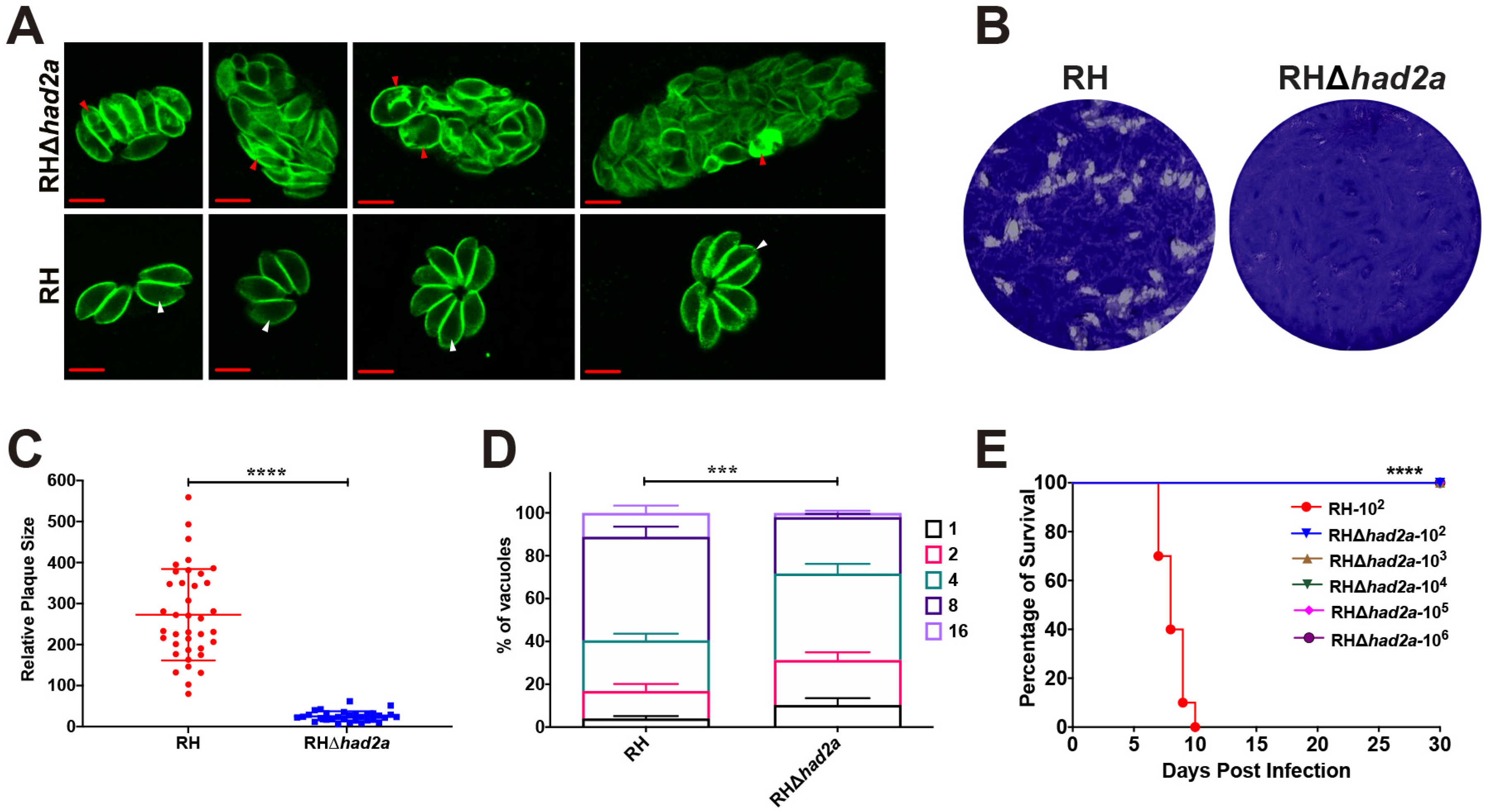 Pathogens 13 00121 g002