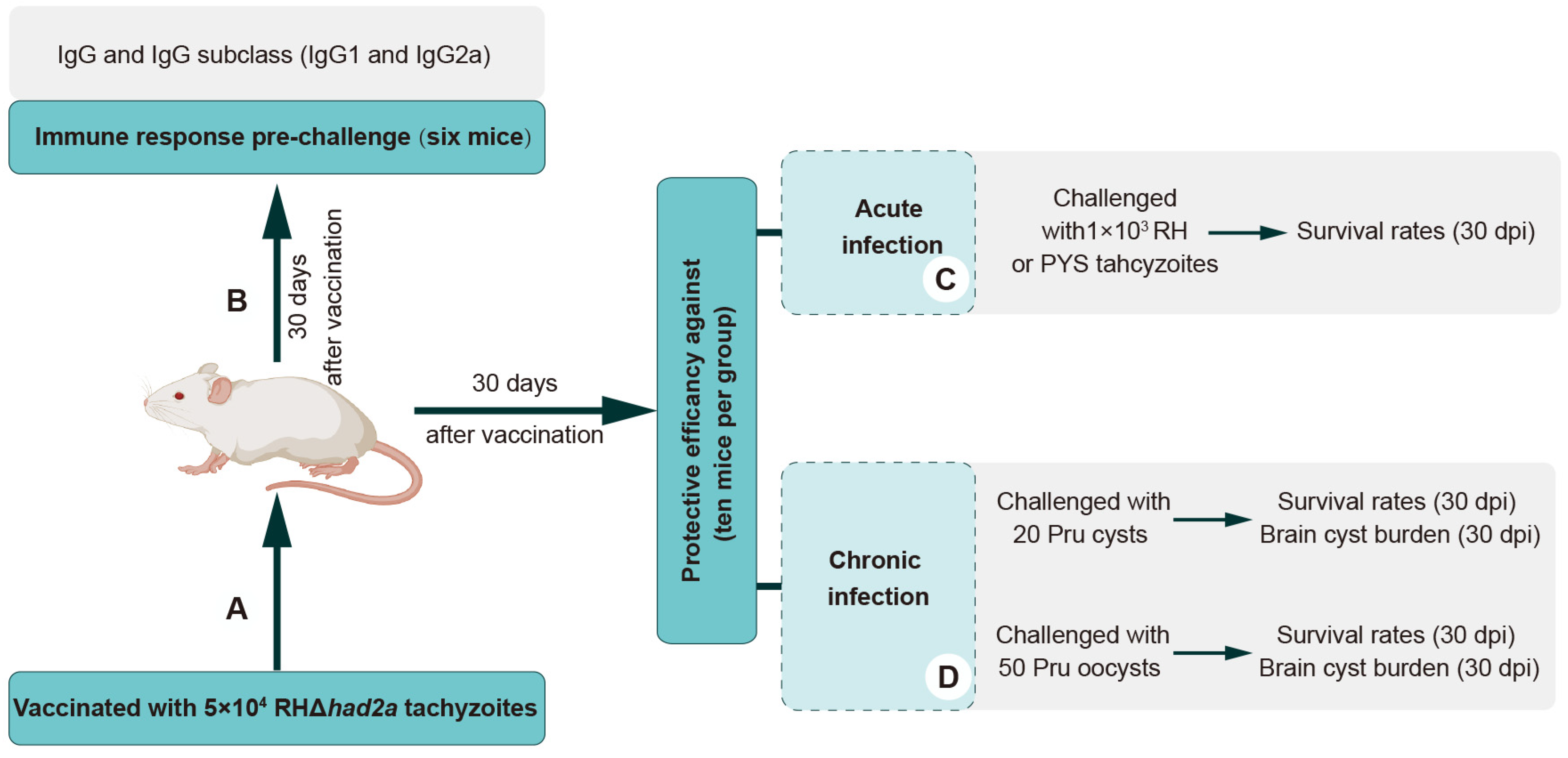 Pathogens 13 00121 g003