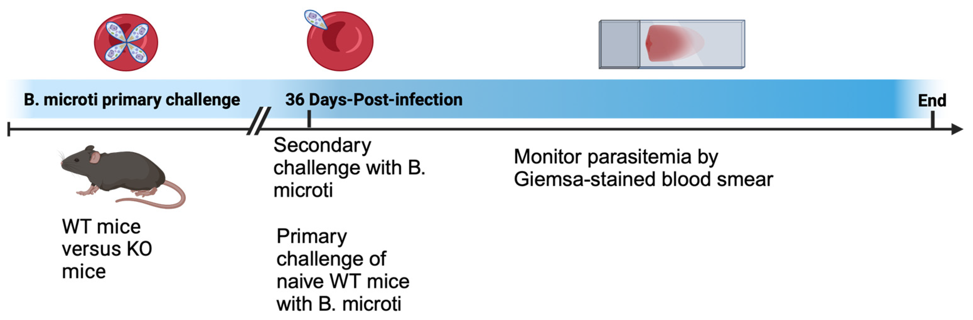 Pathogens 13 00123 g001