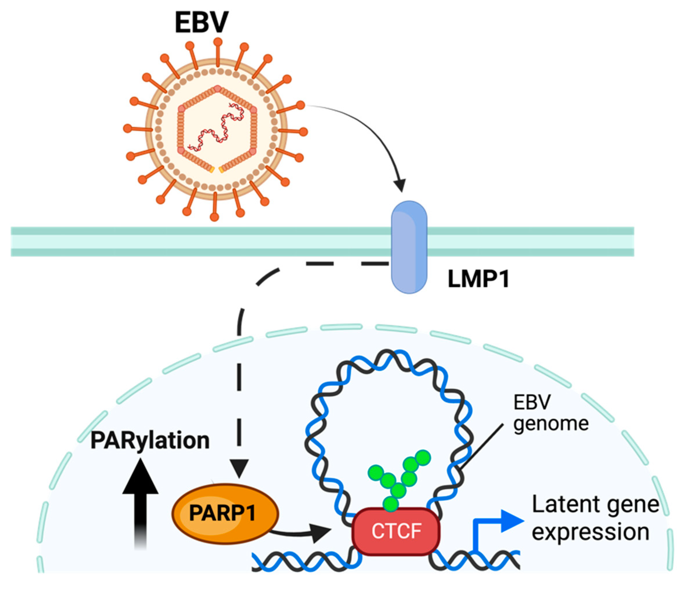Pathogens 13 00131 g004