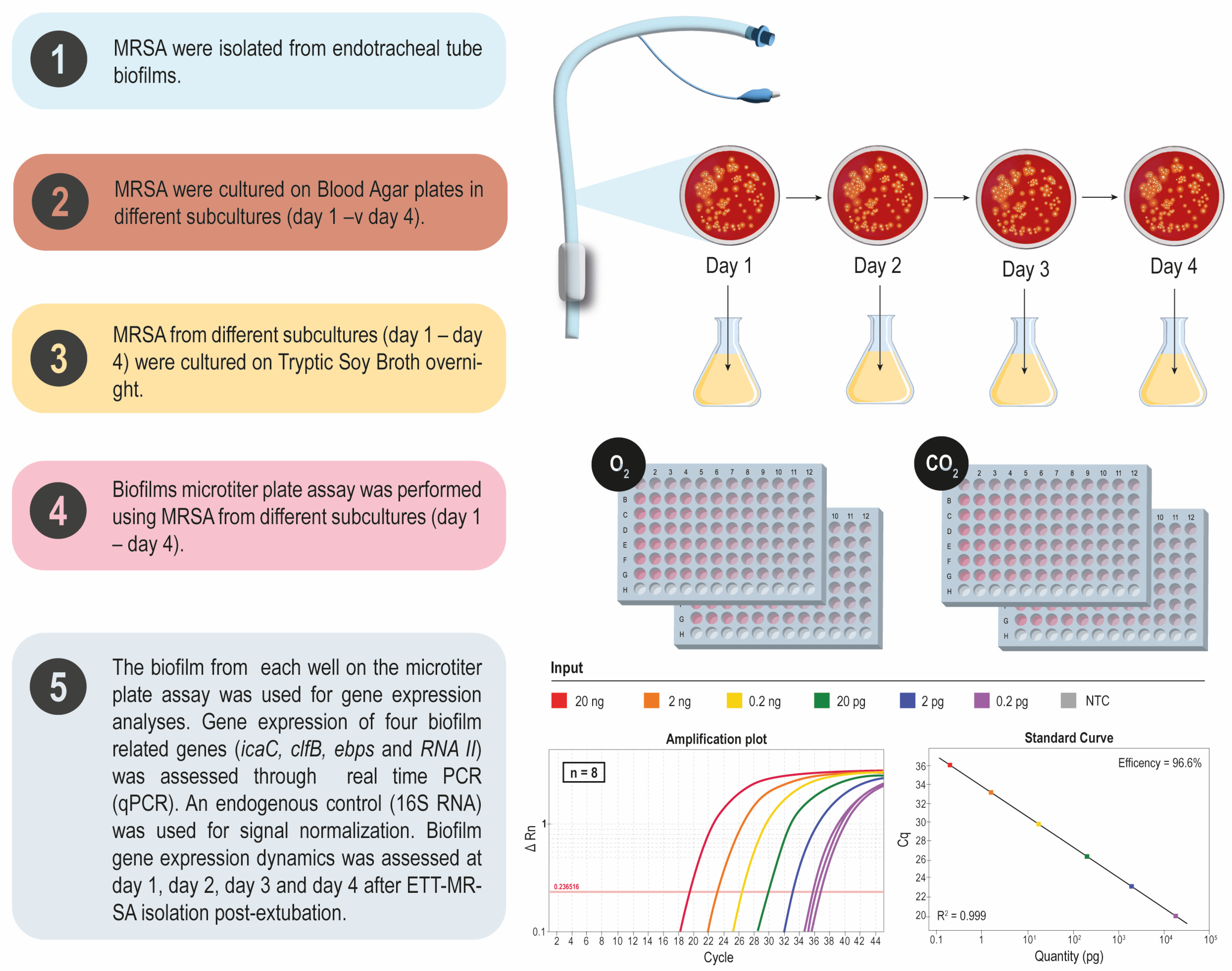 Pathogens 13 00144 g001