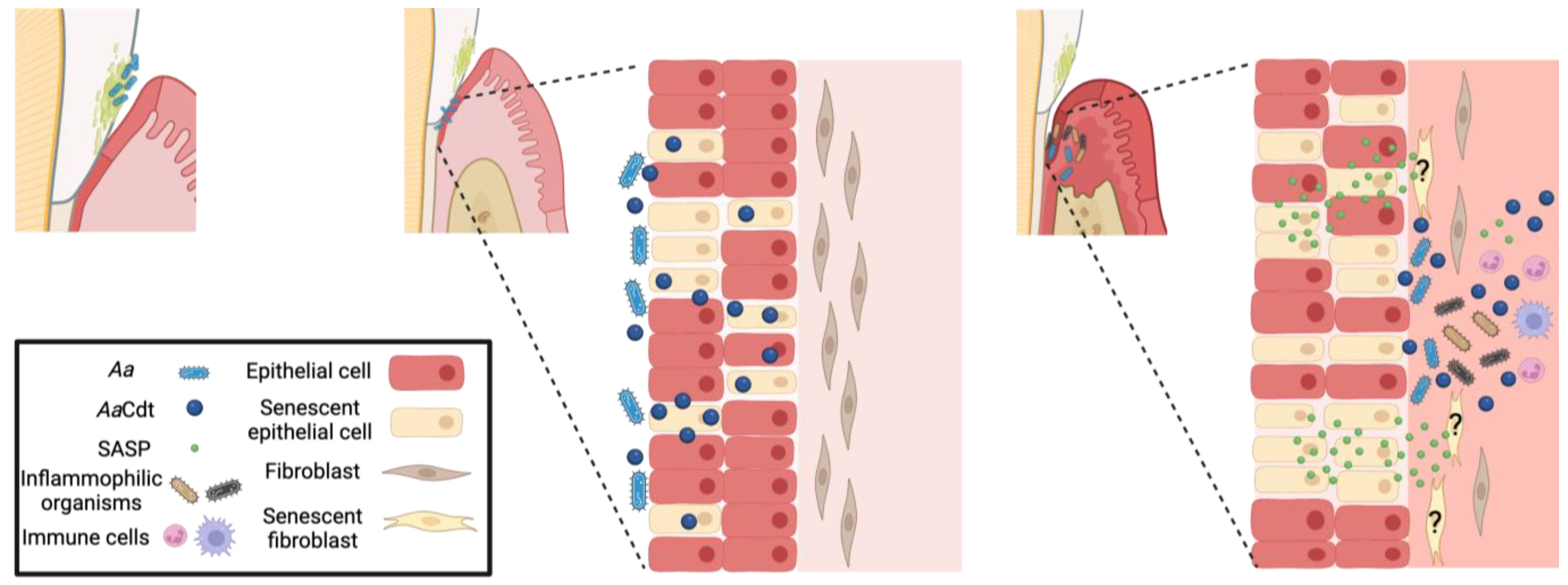 Pathogens 13 00155 g007 Pathogens 13 00155 g007