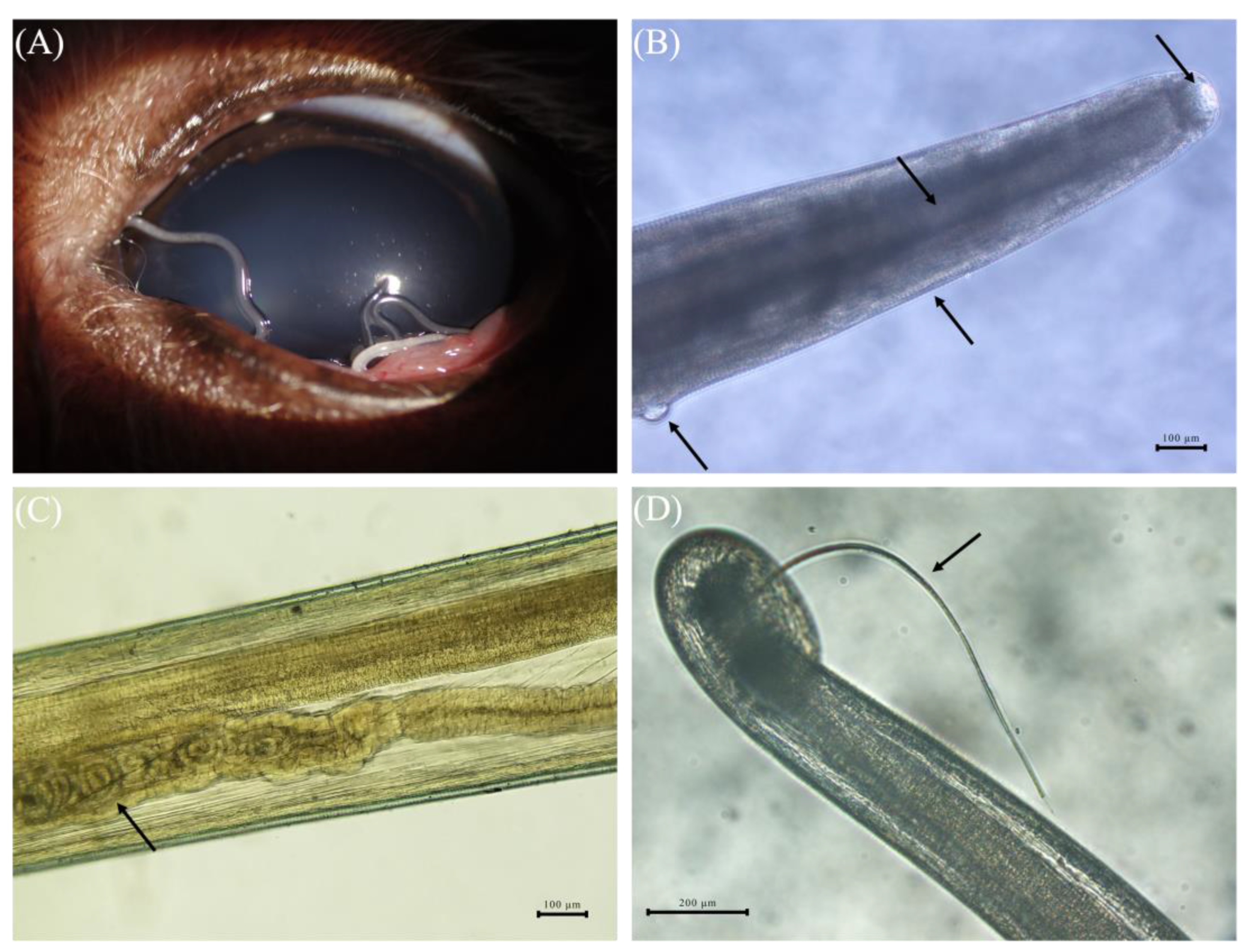 Pathogens 13 00166 g001 Pathogens 13 00166 g001