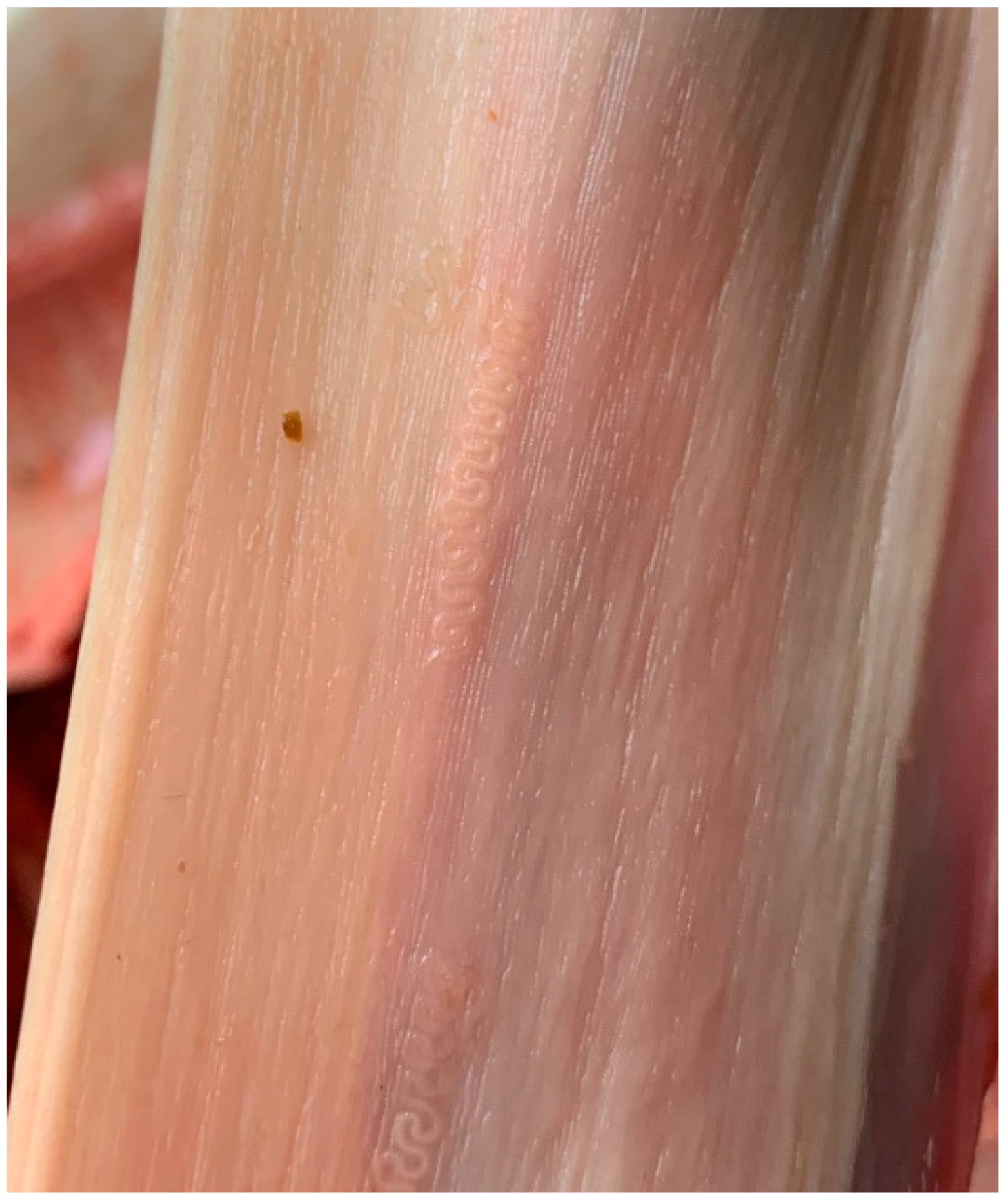 Pathogens 13 00175 g002