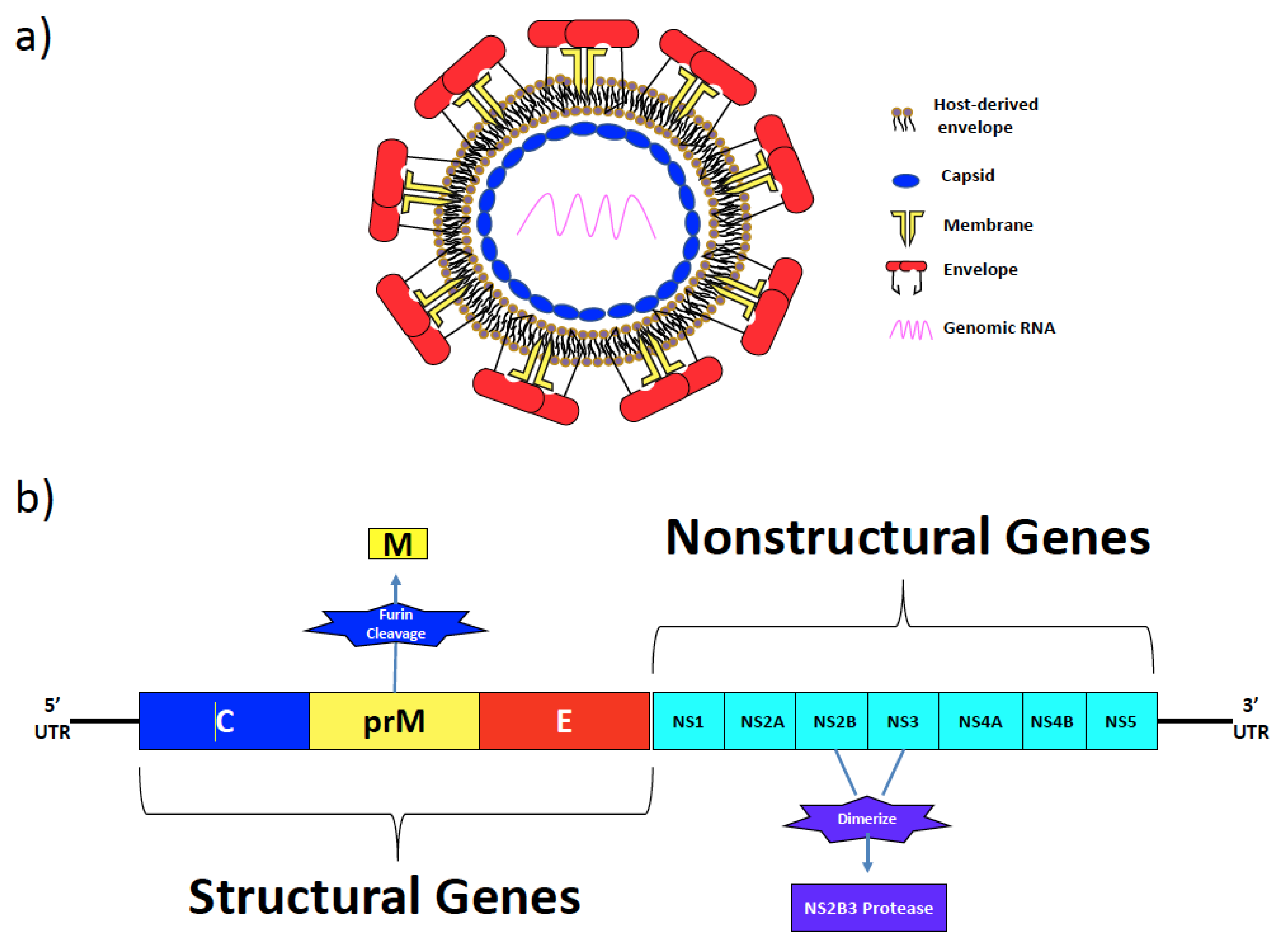 Pathogens 13 00177 g001