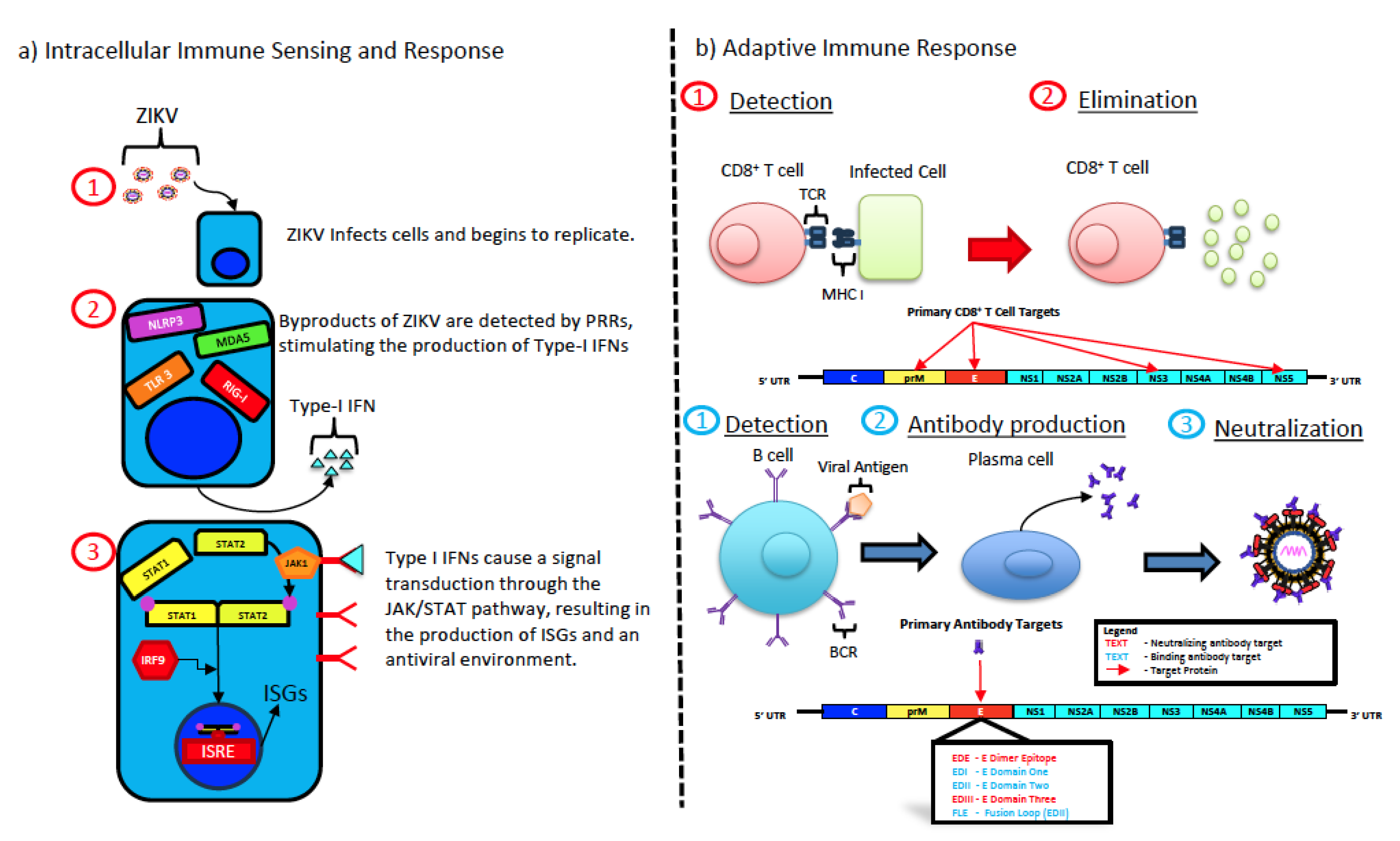Pathogens 13 00177 g002