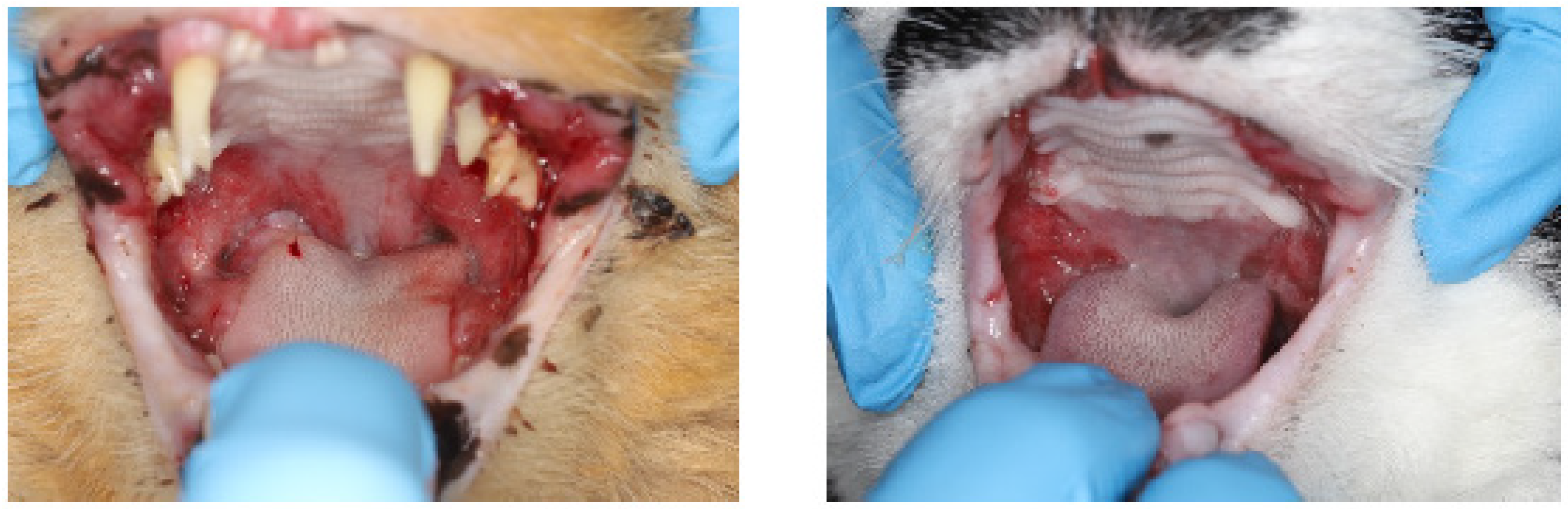 Pathogens 13 00192 g001