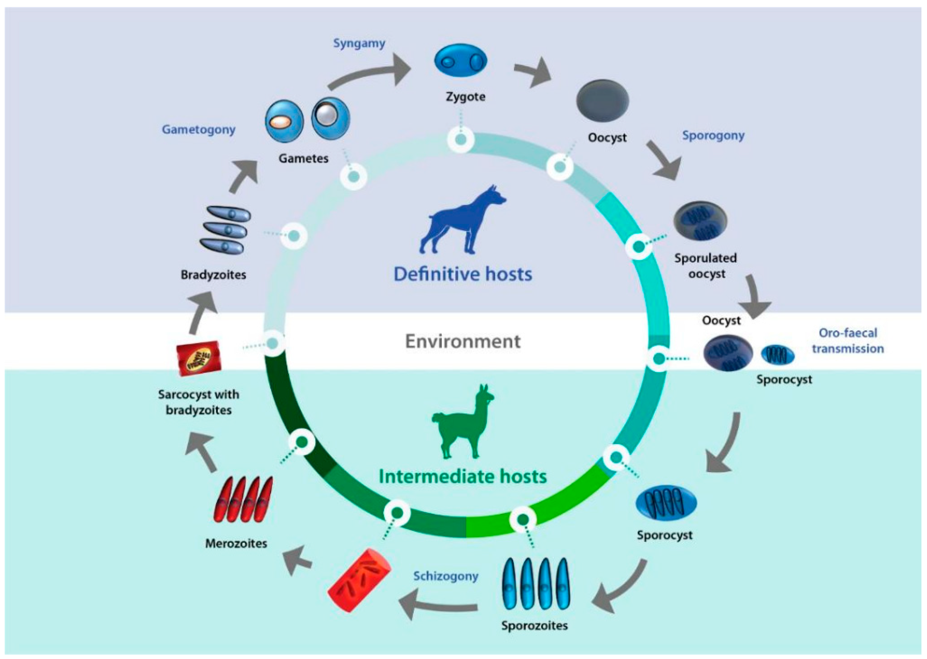 Pathogens 13 00196 g001