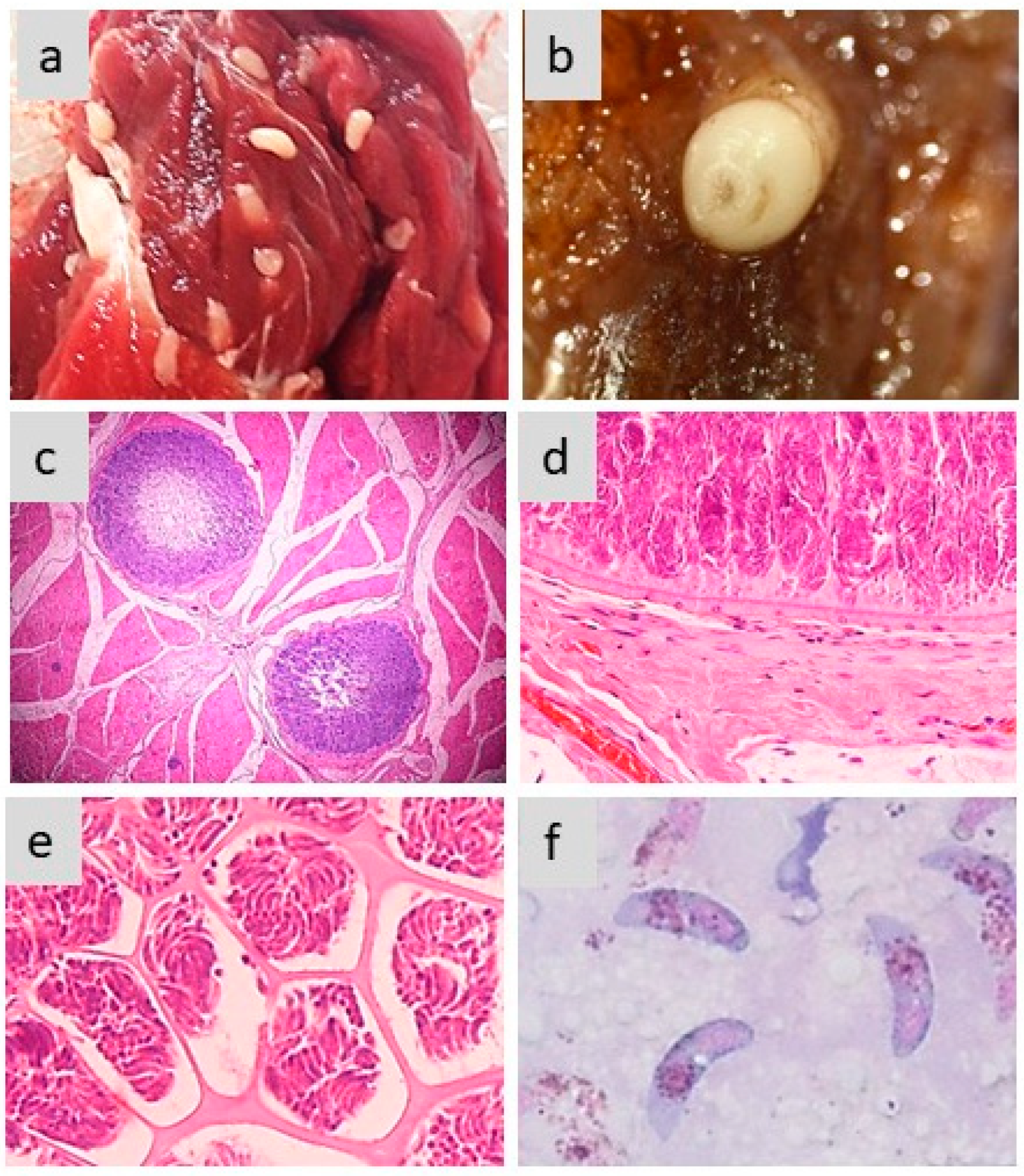 Pathogens 13 00196 g002