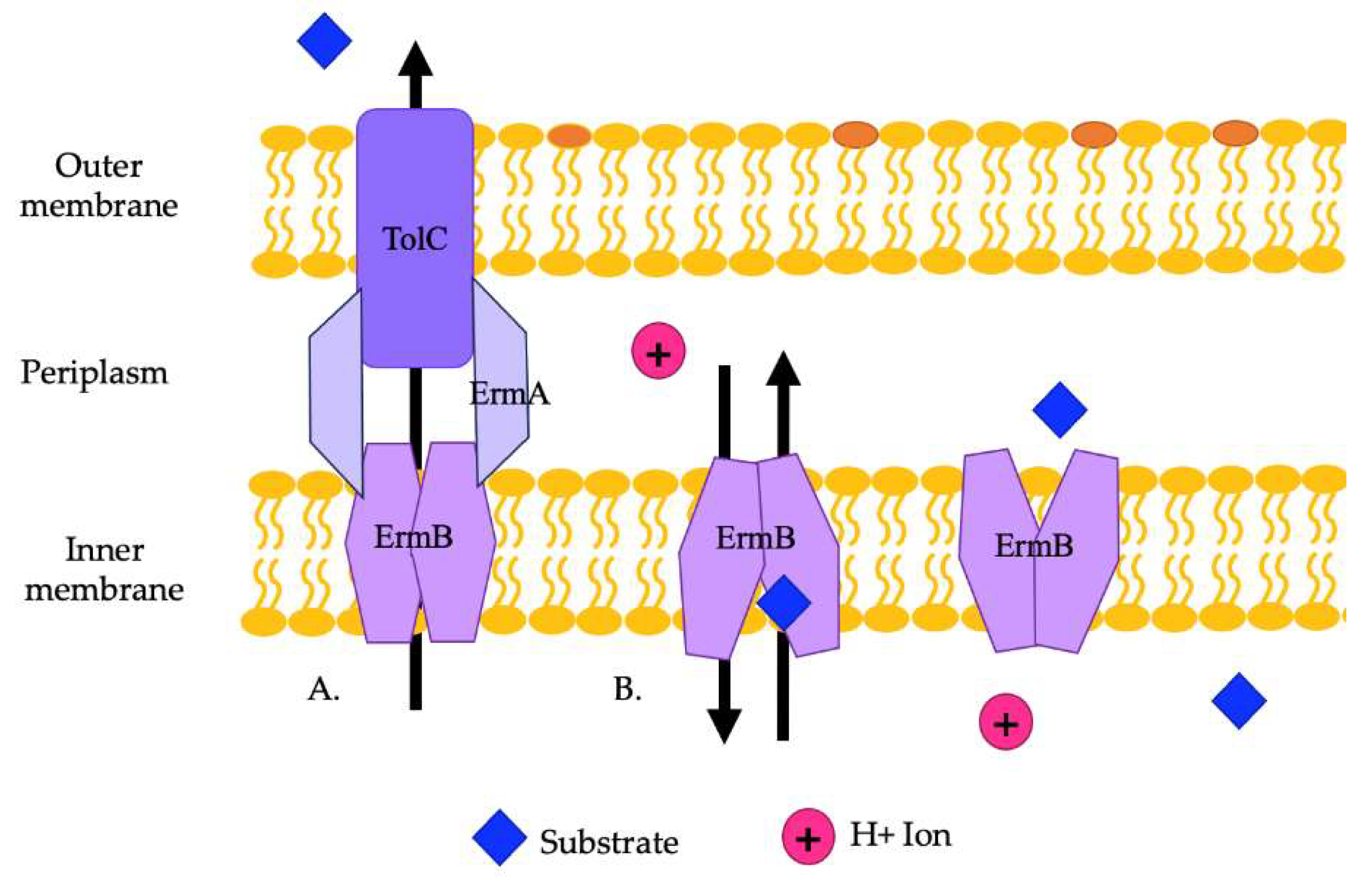 Pathogens 13 00197 g004
