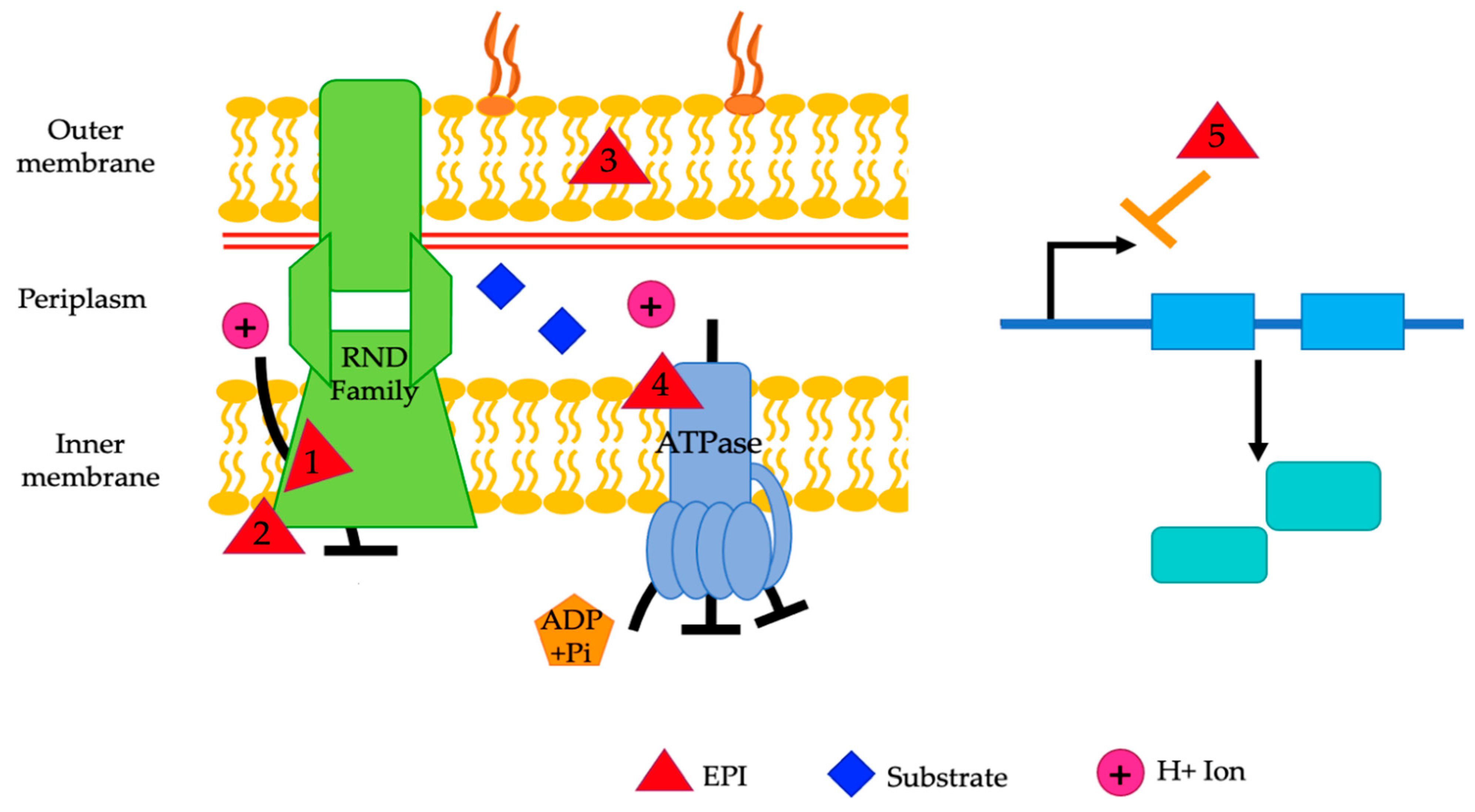 Pathogens 13 00197 g006
