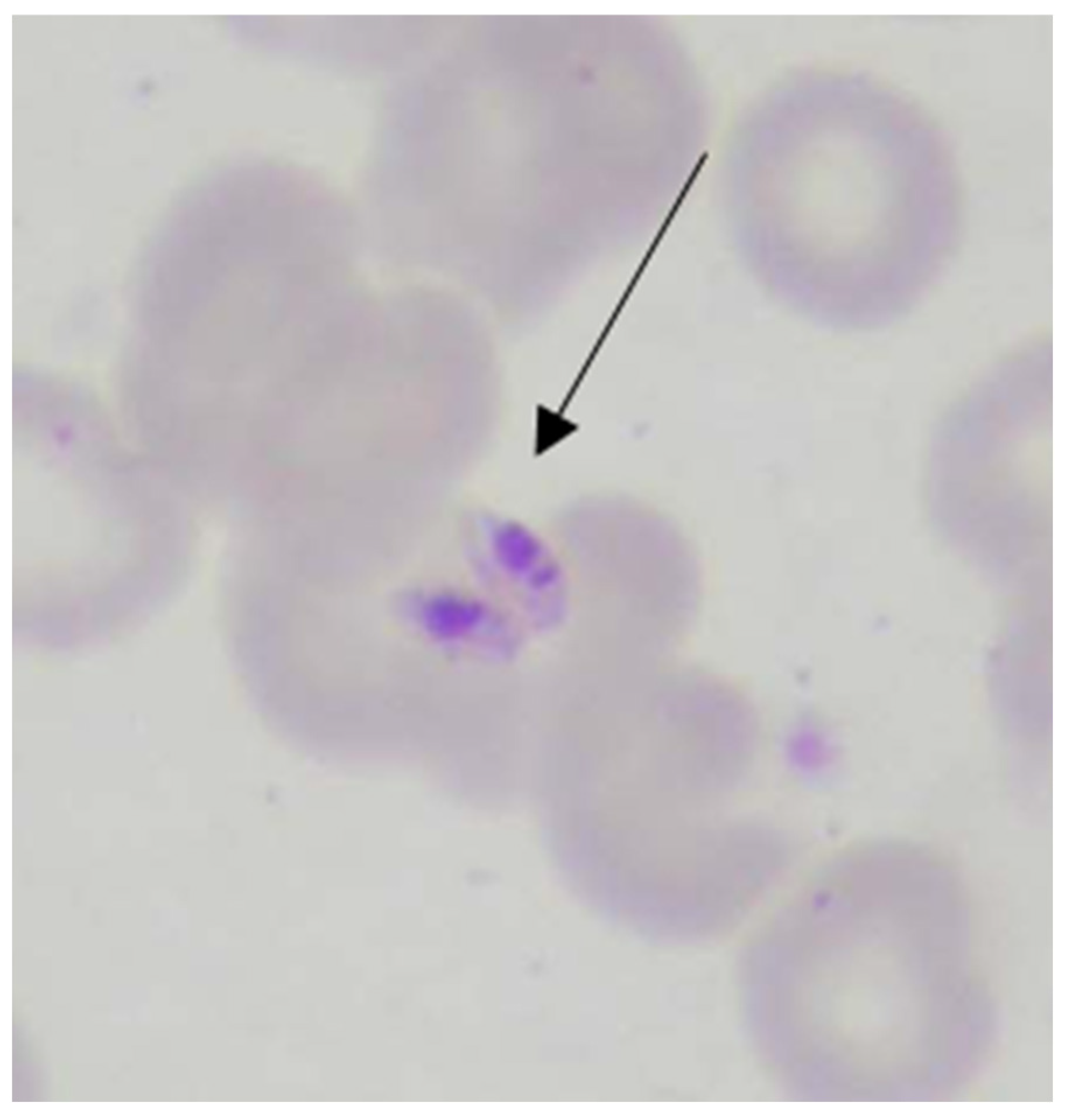 Pathogens 13 00205 g003