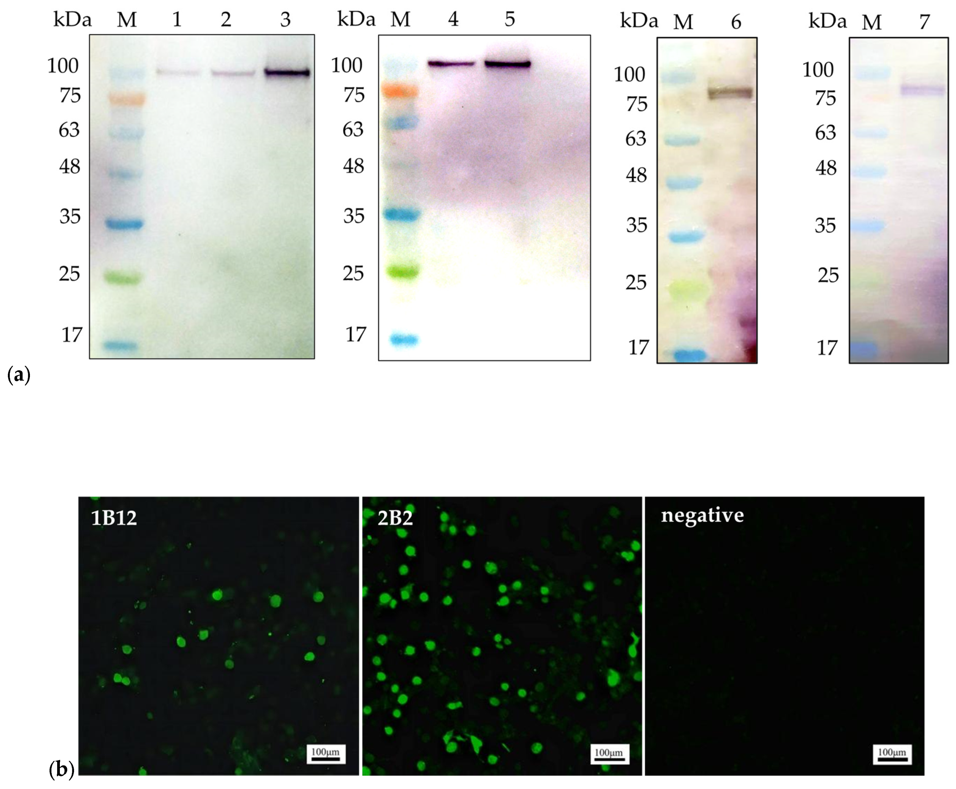 Pathogens 13 00221 g001