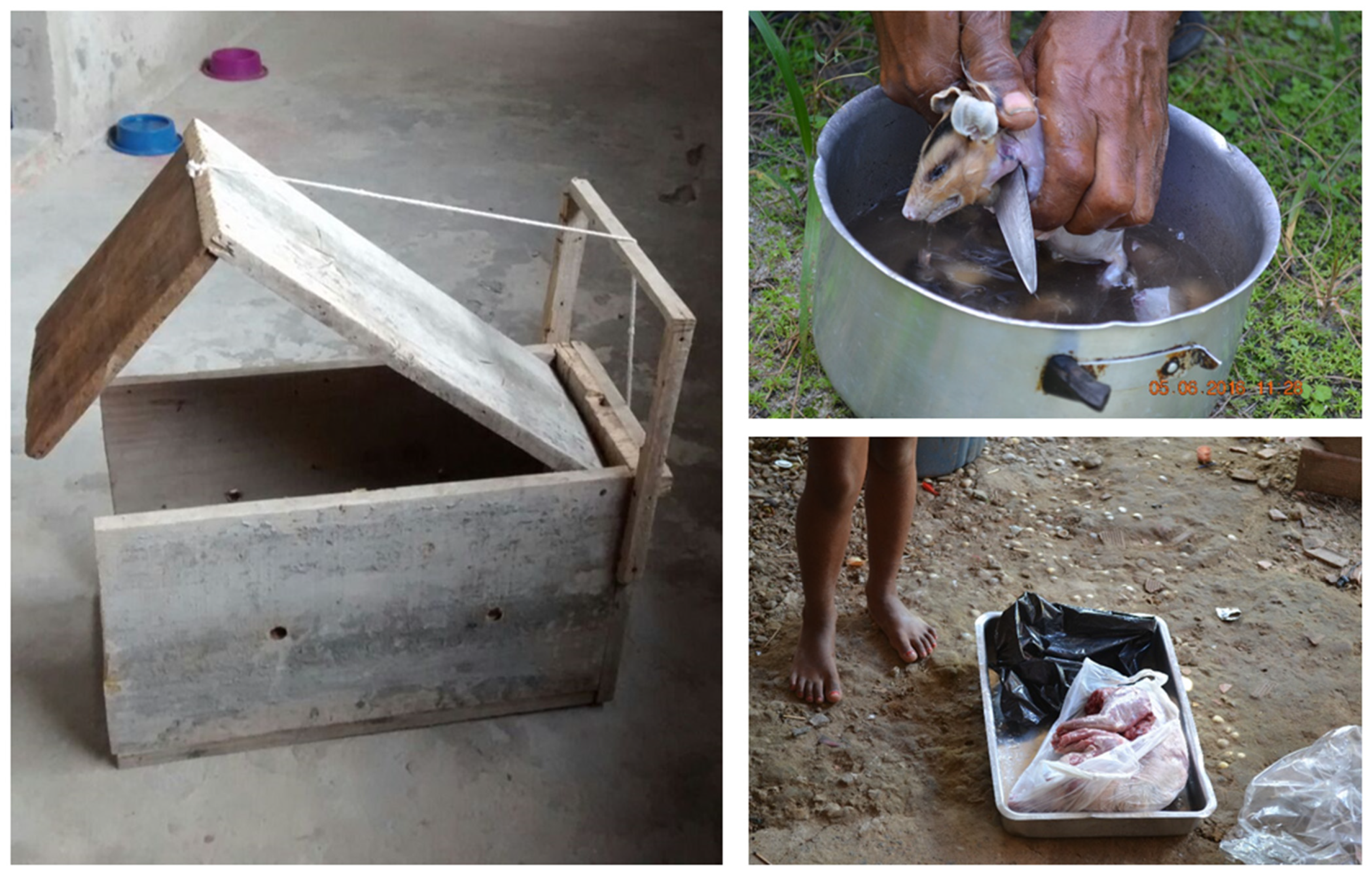 Pathogens 13 00222 g002