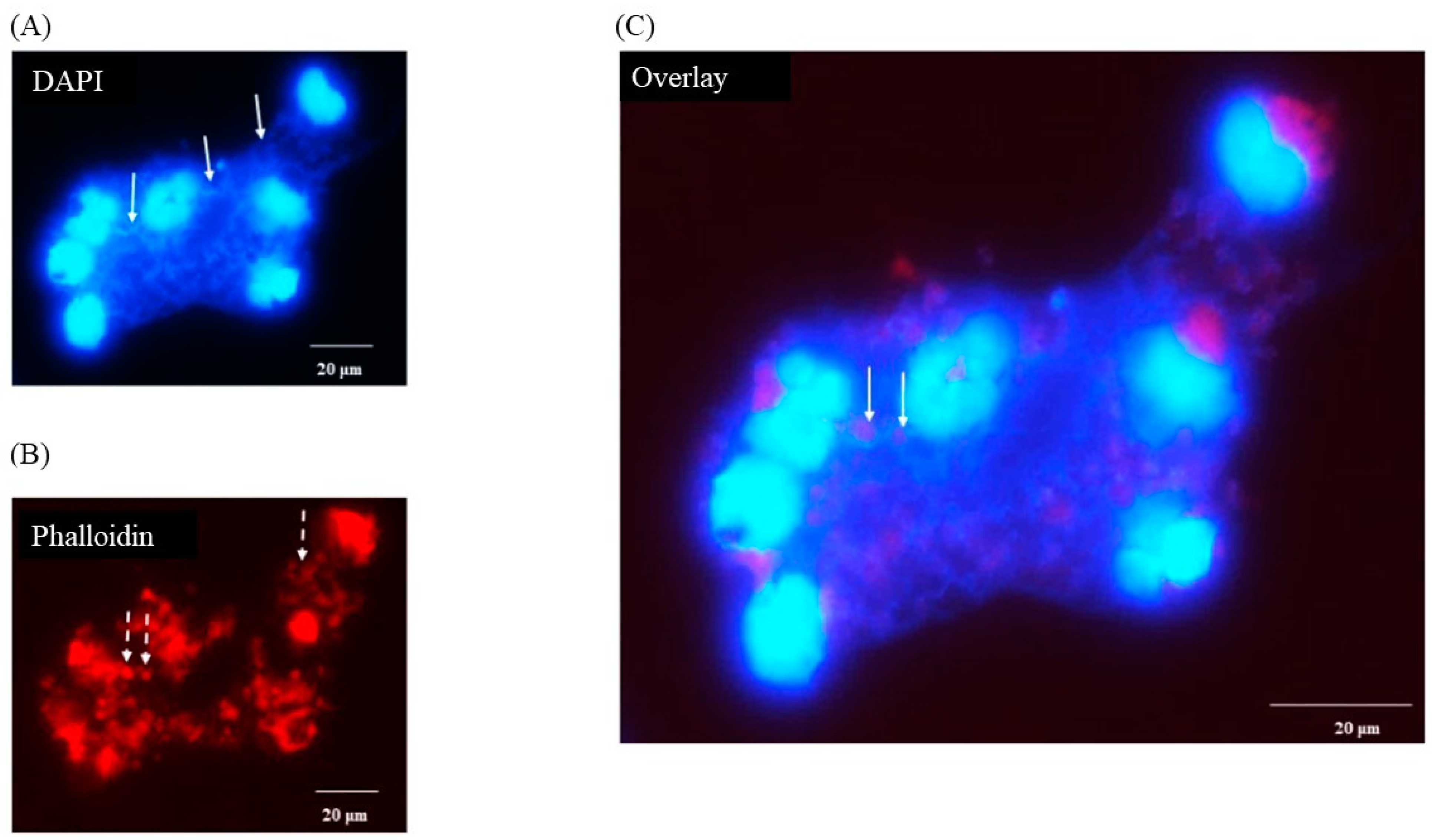 Pathogens 13 00228 g003