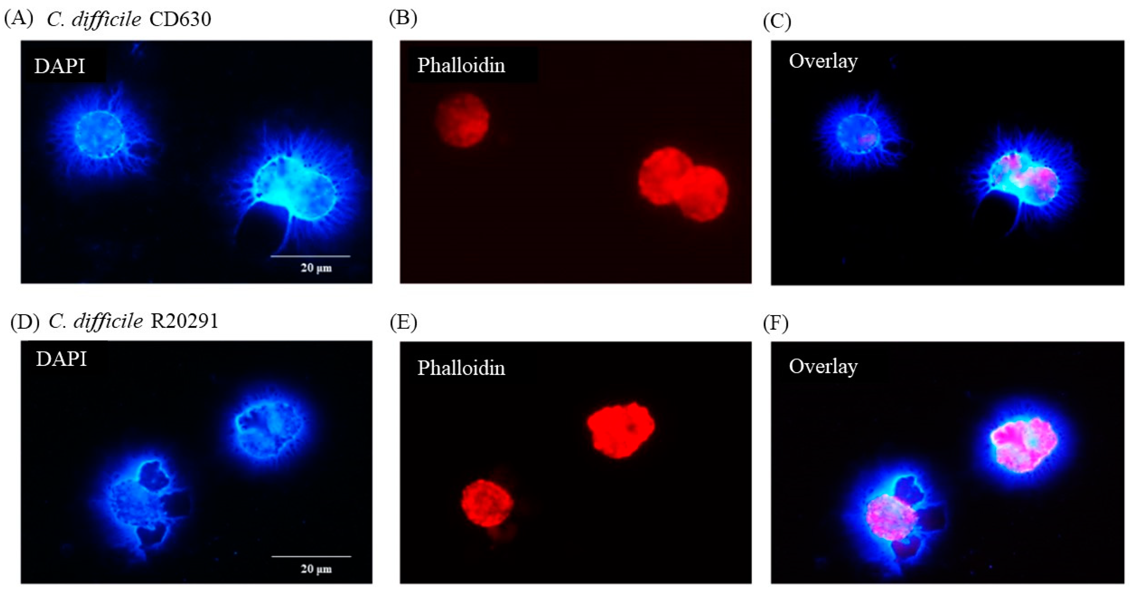 Pathogens 13 00228 g005