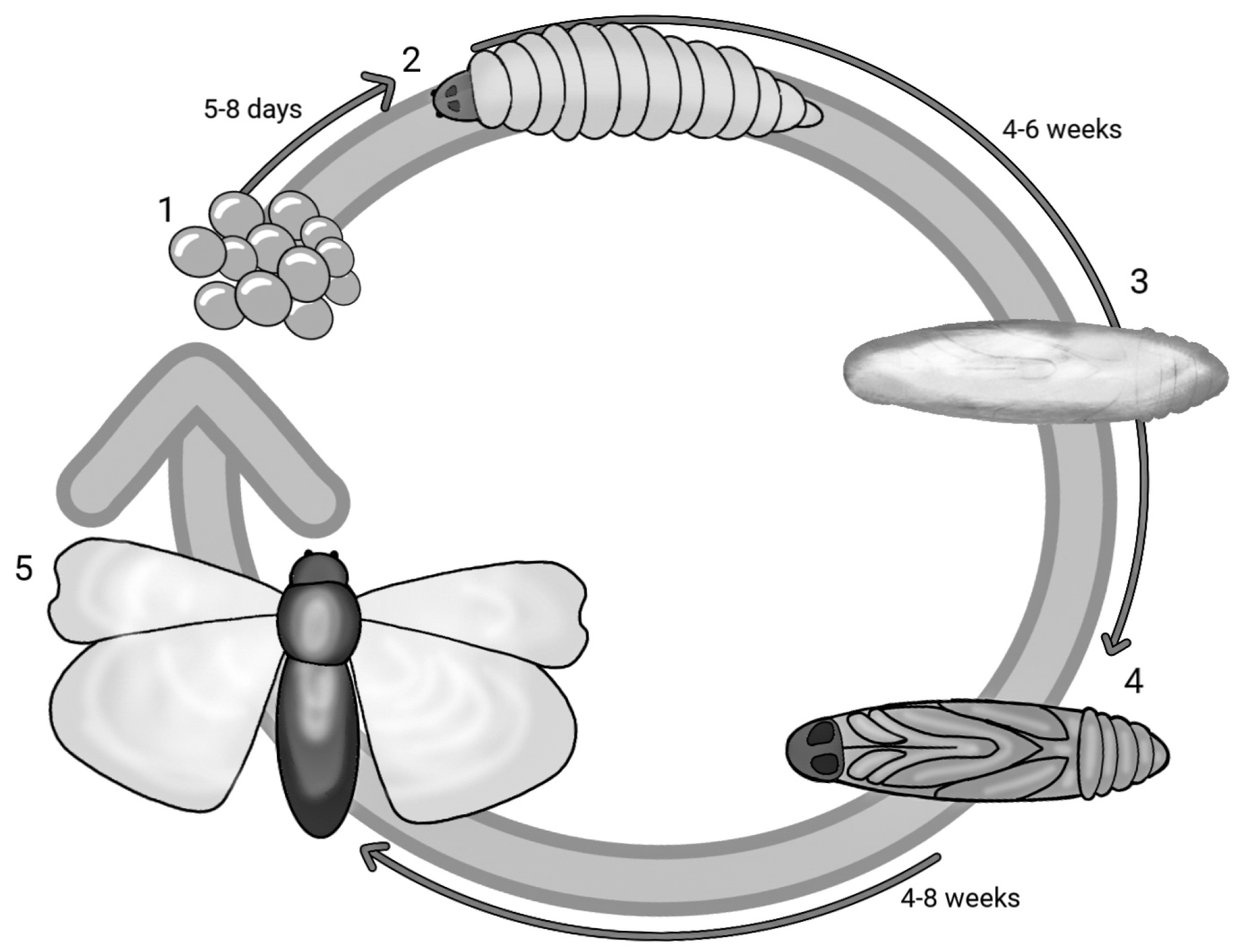 Pathogens 13 00233 g001