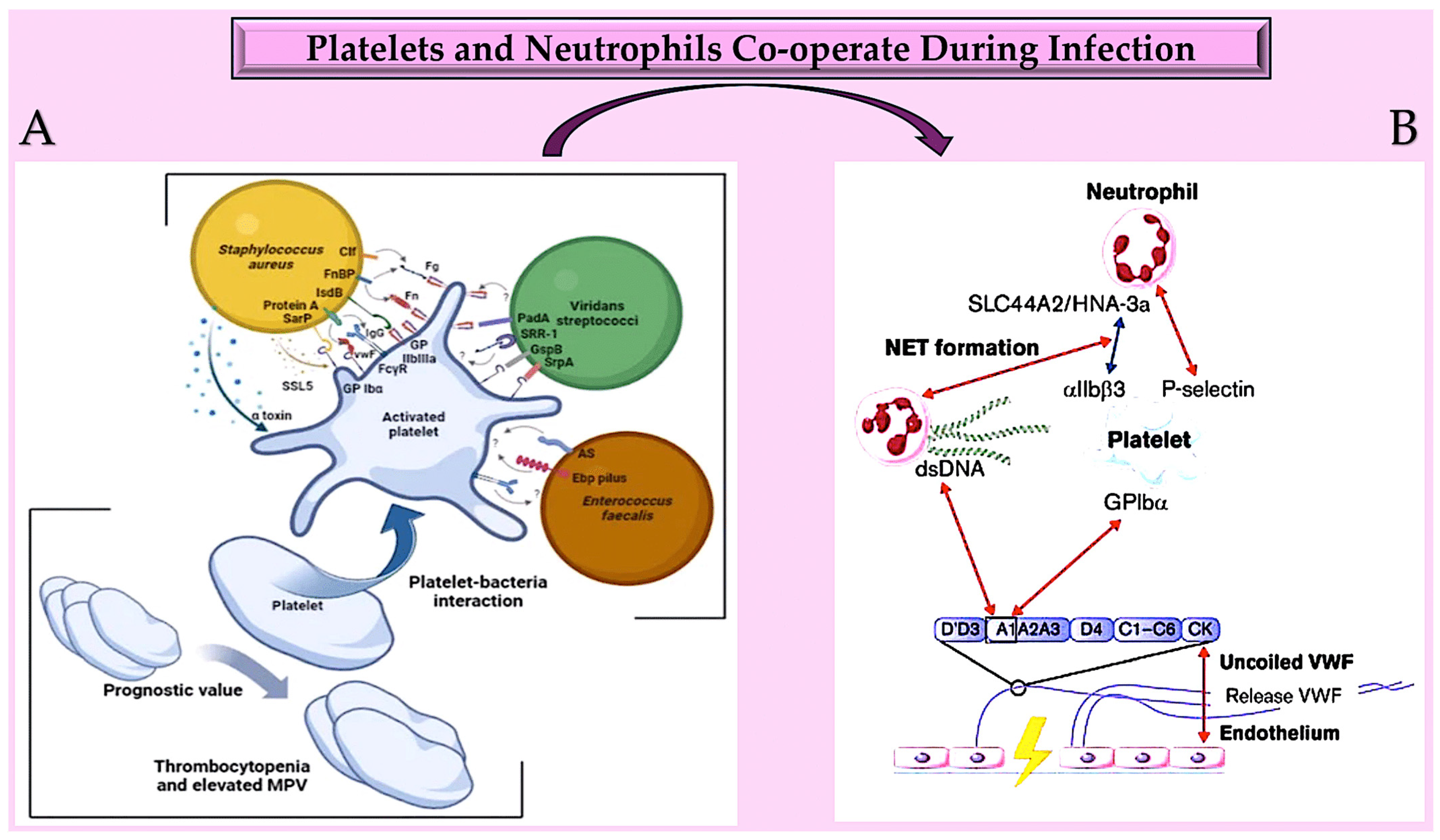 Pathogens 13 00235 g004 Pathogens 13 00235 g004