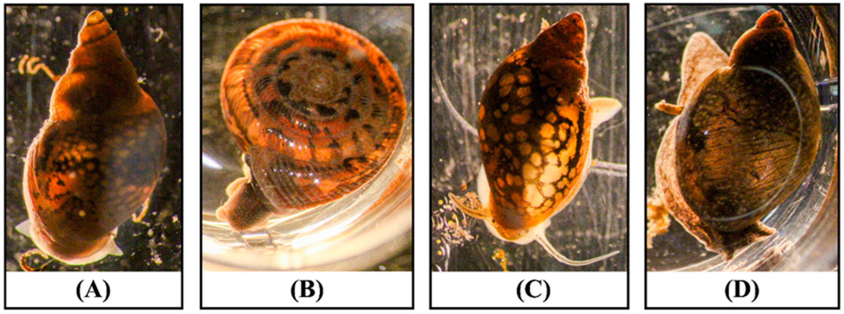 Pathogens 13 00245 g002 Pathogens 13 00245 g002