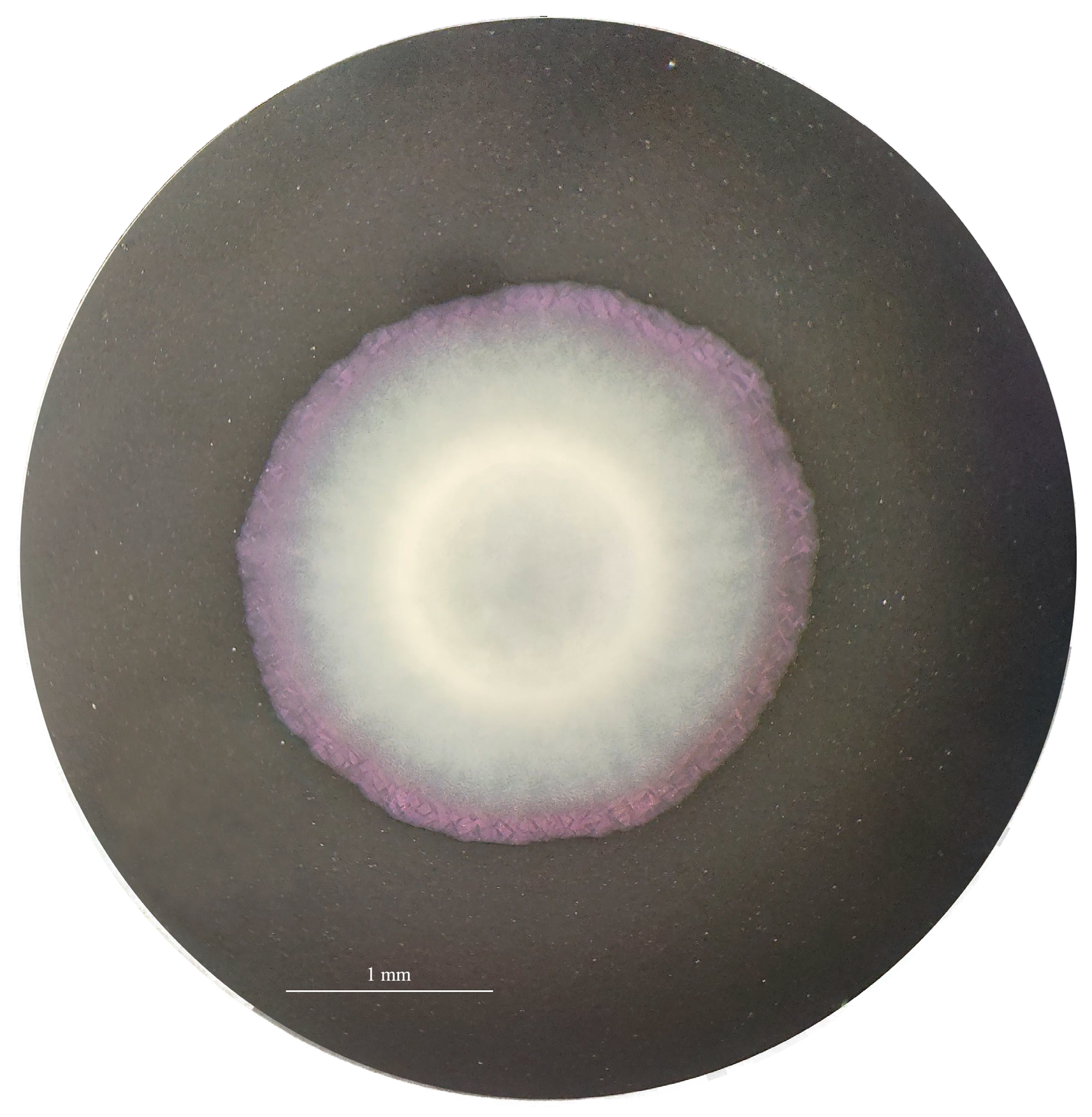 Pathogens 13 00250 g001