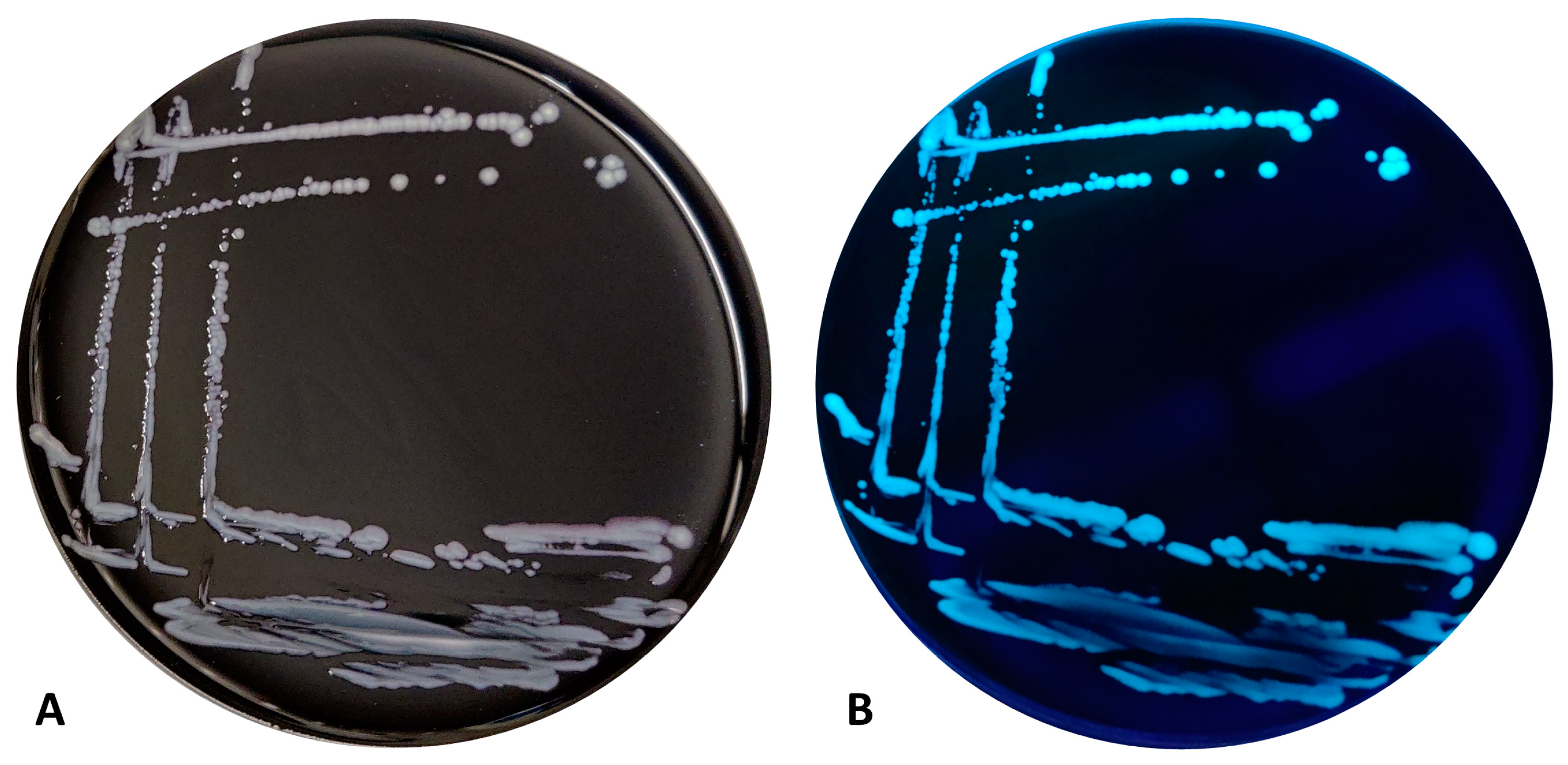 Pathogens 13 00250 g002