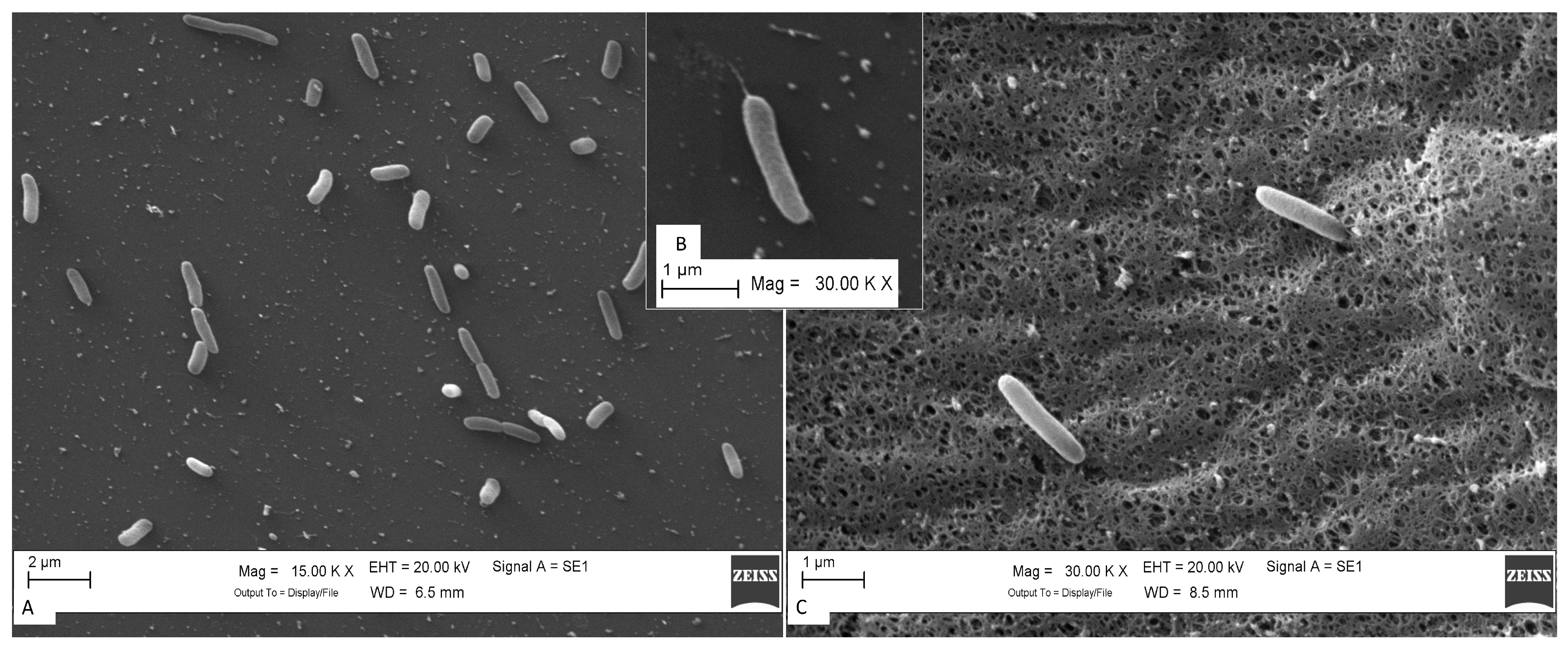 Pathogens 13 00250 g004
