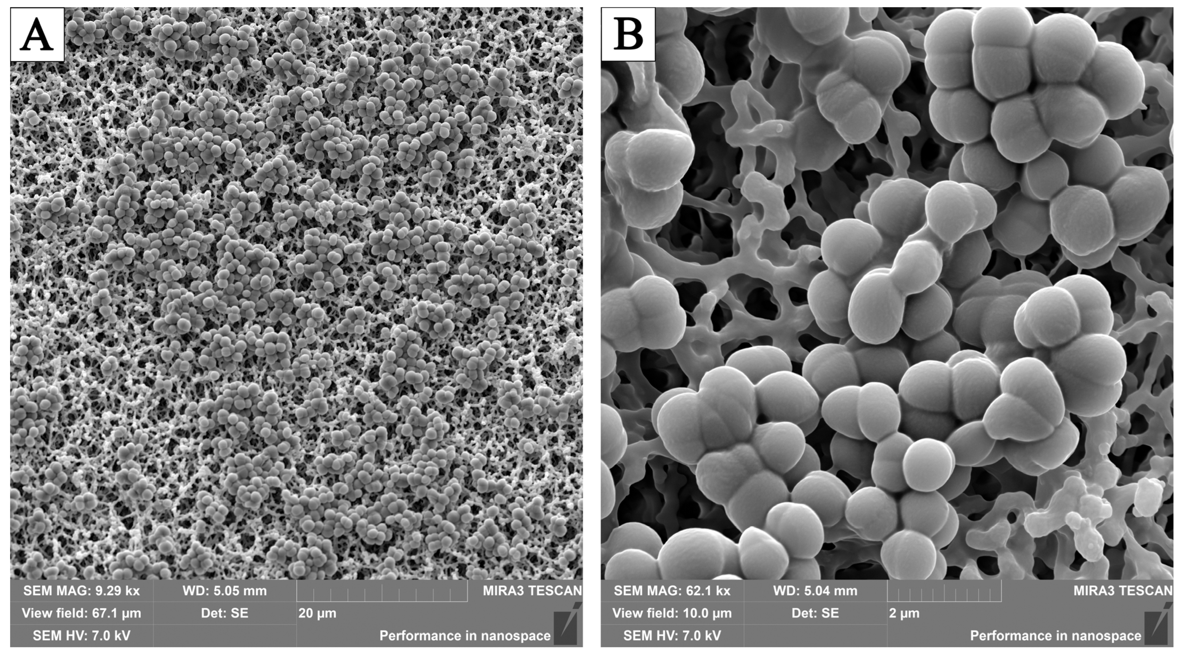 Pathogens 13 00252 g006