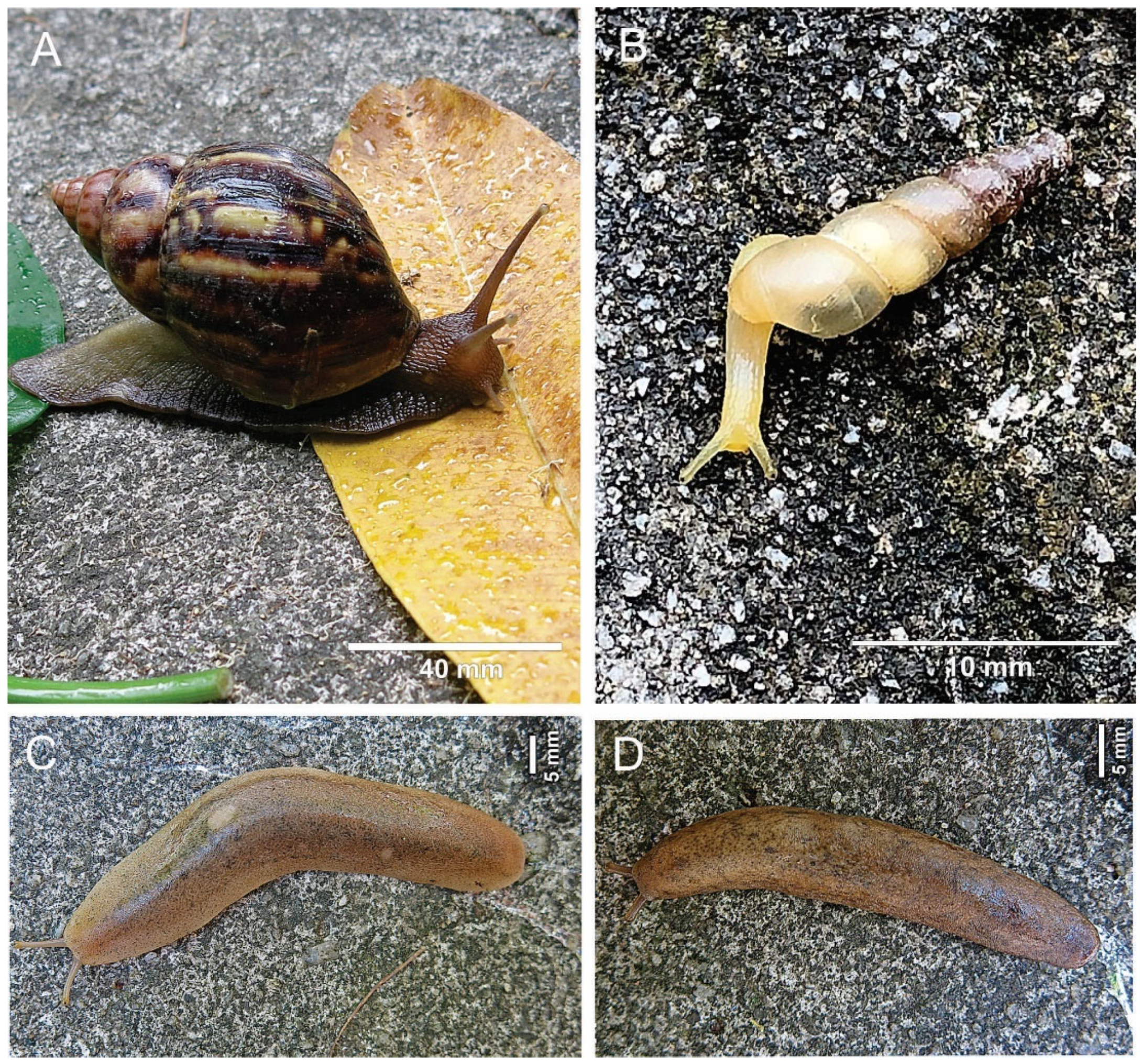 Pathogens 13 00255 g002