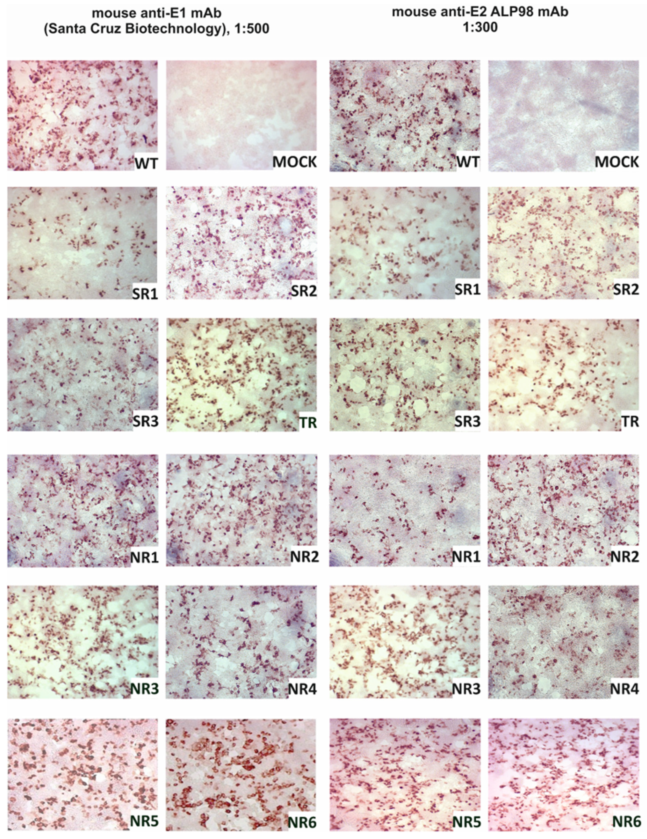 Pathogens 13 00256 g001