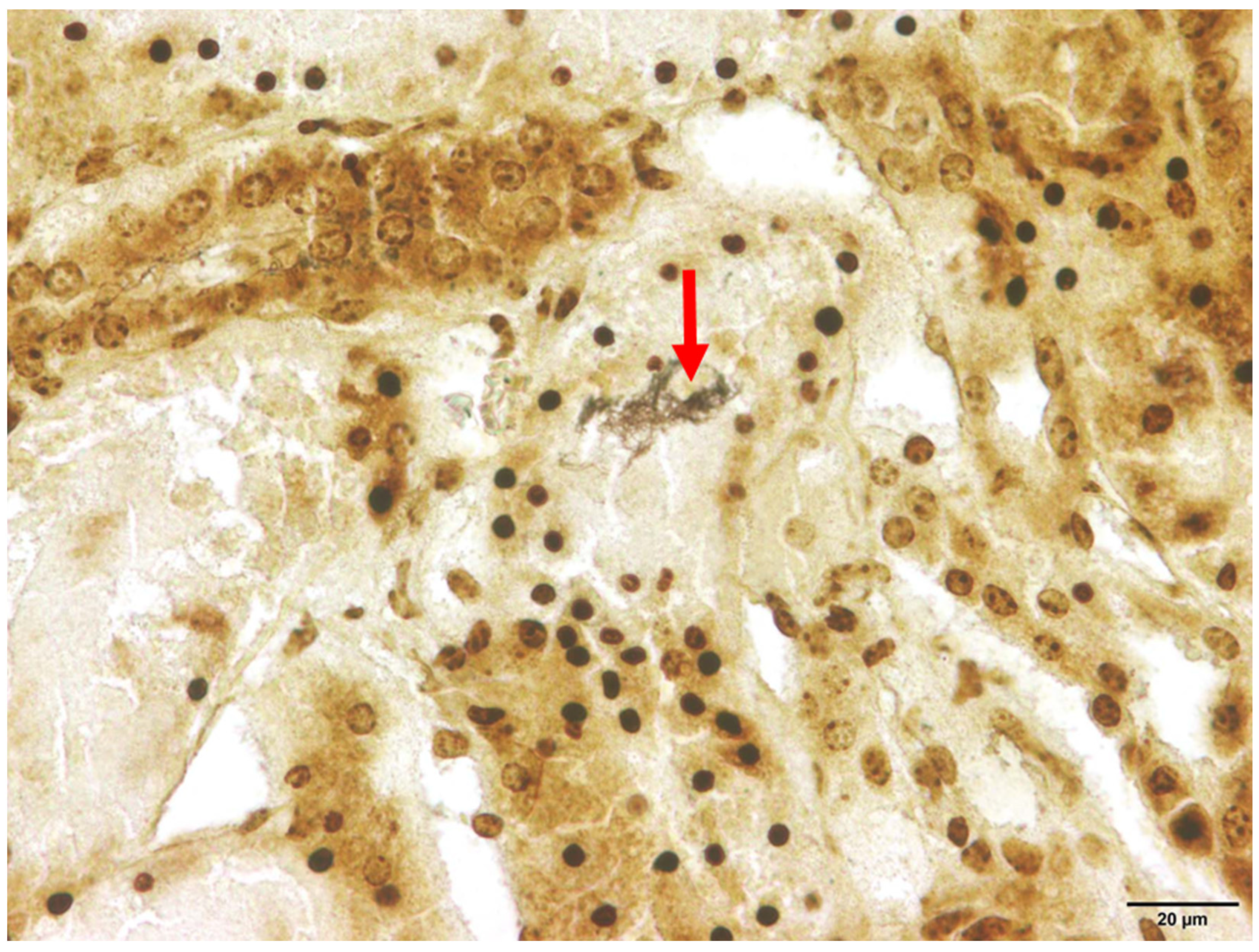 Pathogens 13 00270 g003
