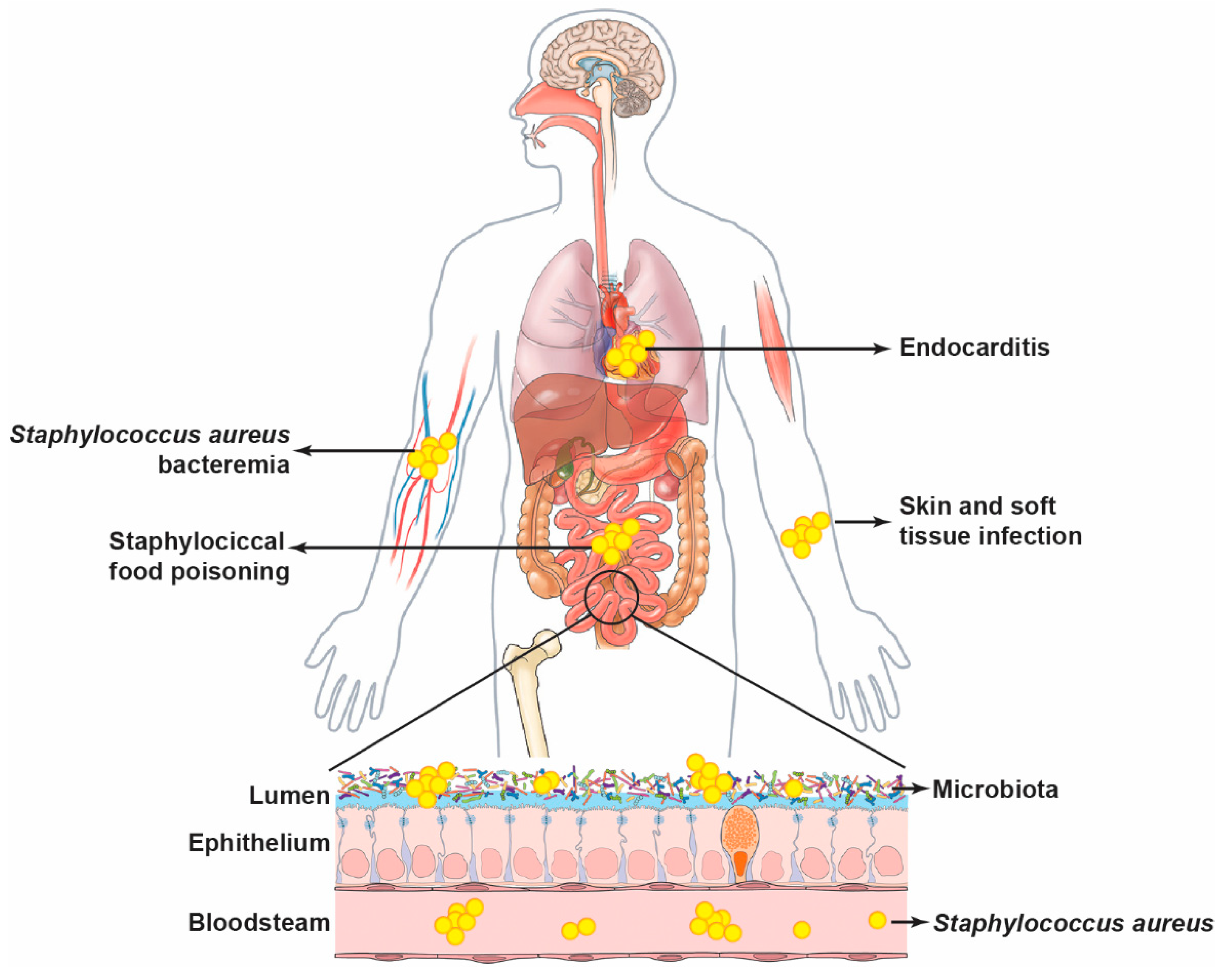 Pathogens 13 00276 g002