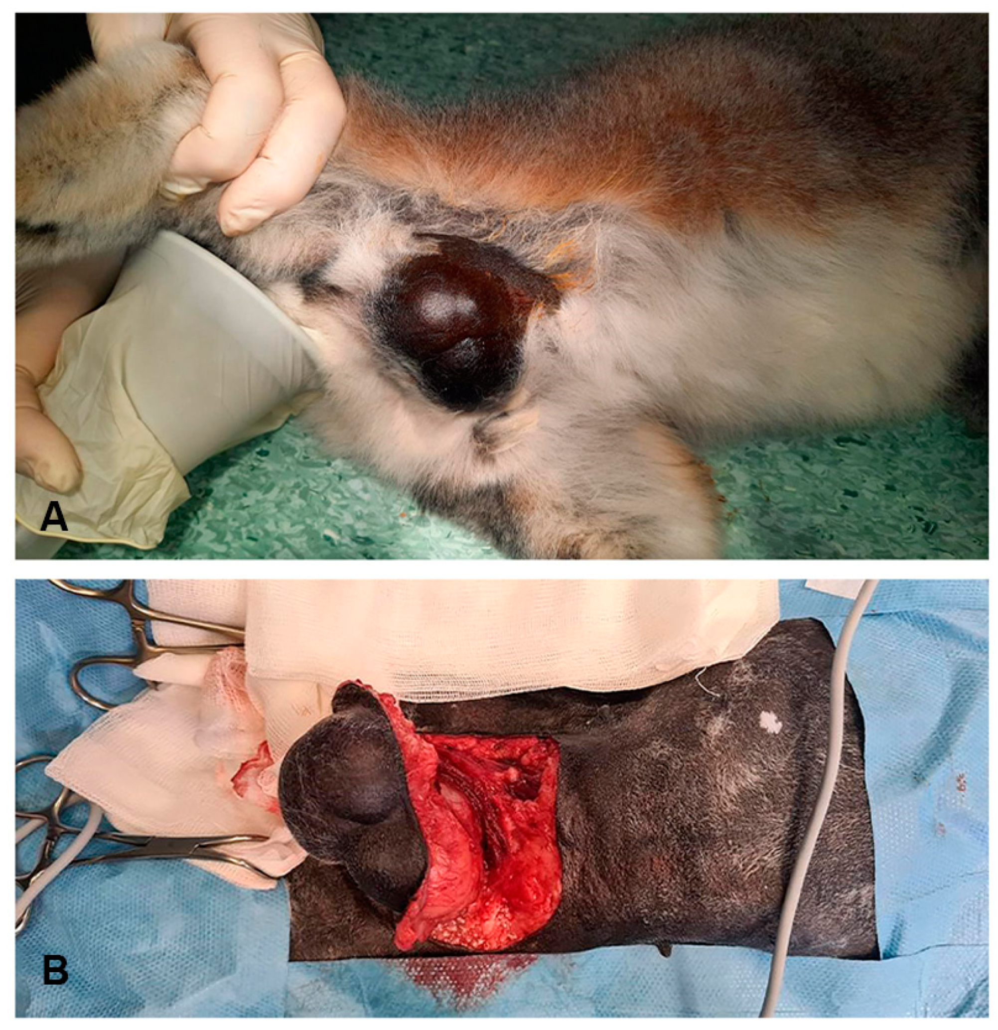 Pathogens 13 00283 g001