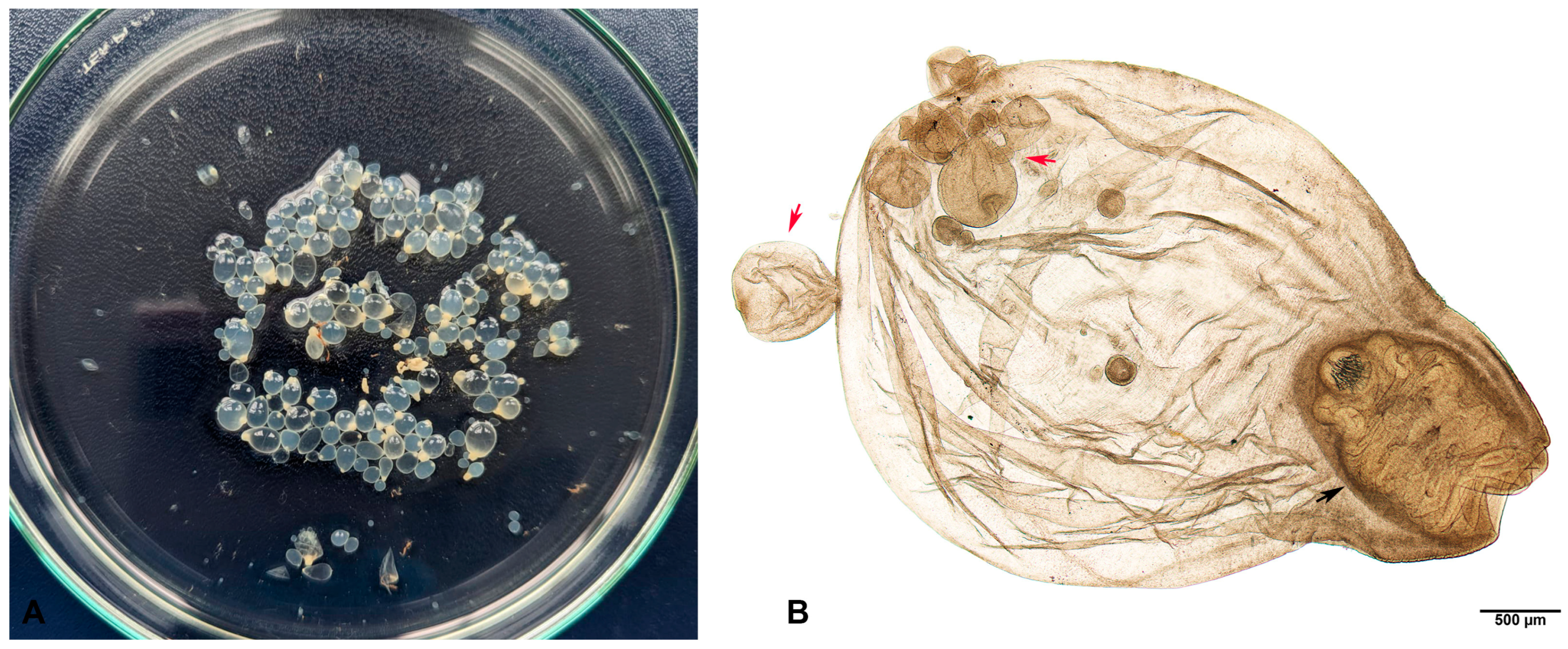 Pathogens 13 00283 g002