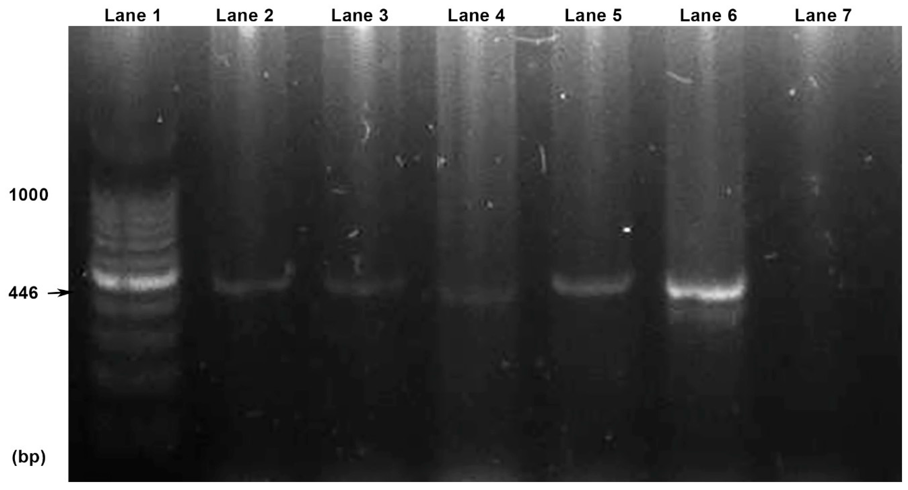 Pathogens 13 00283 g004