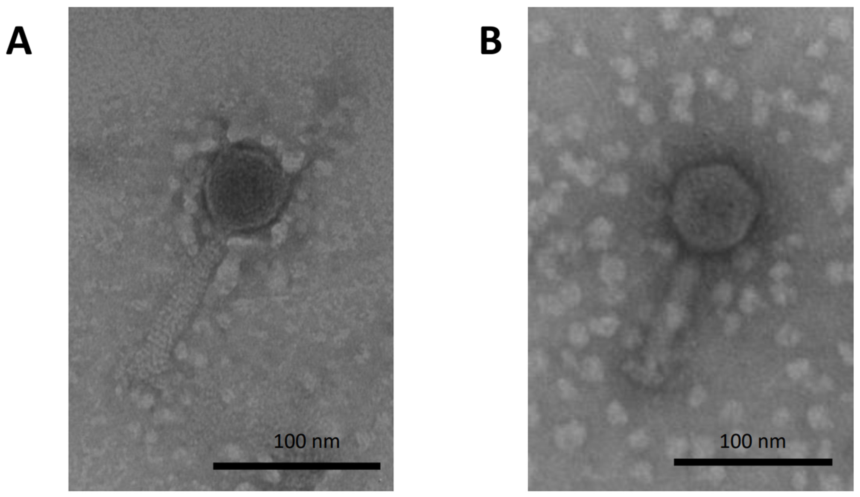 Pathogens 13 00285 g001