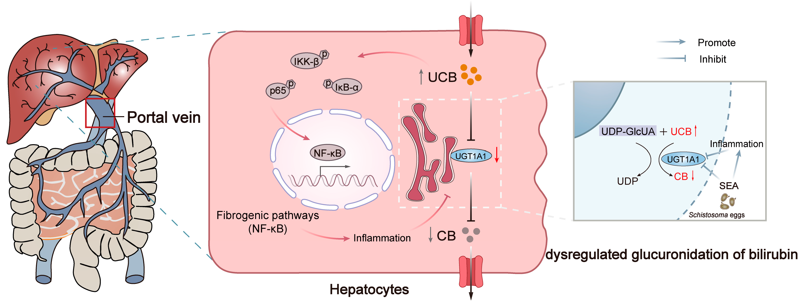 Pathogens 13 00287 g005