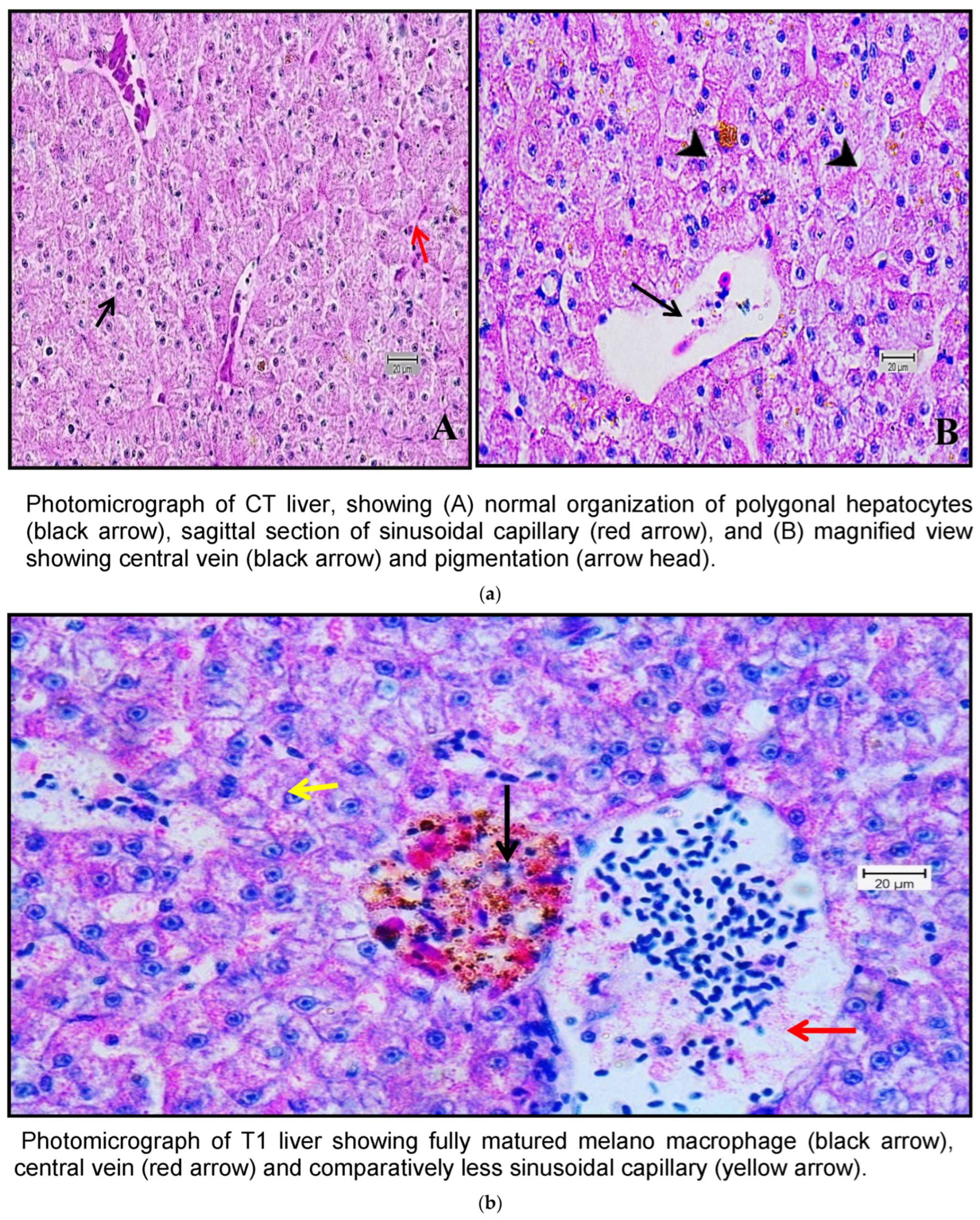 Pathogens 13 00295 g007a