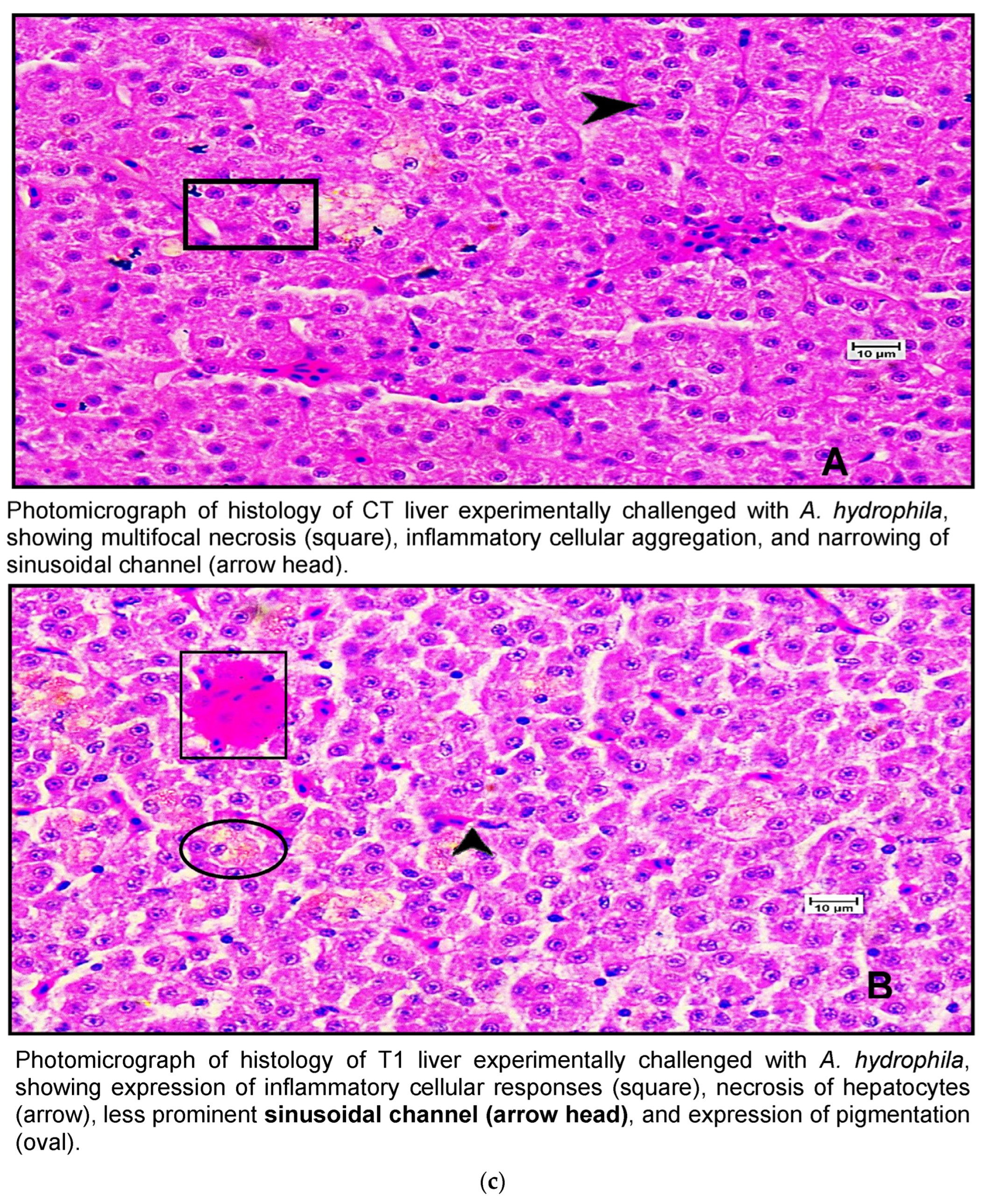 Pathogens 13 00295 g007b